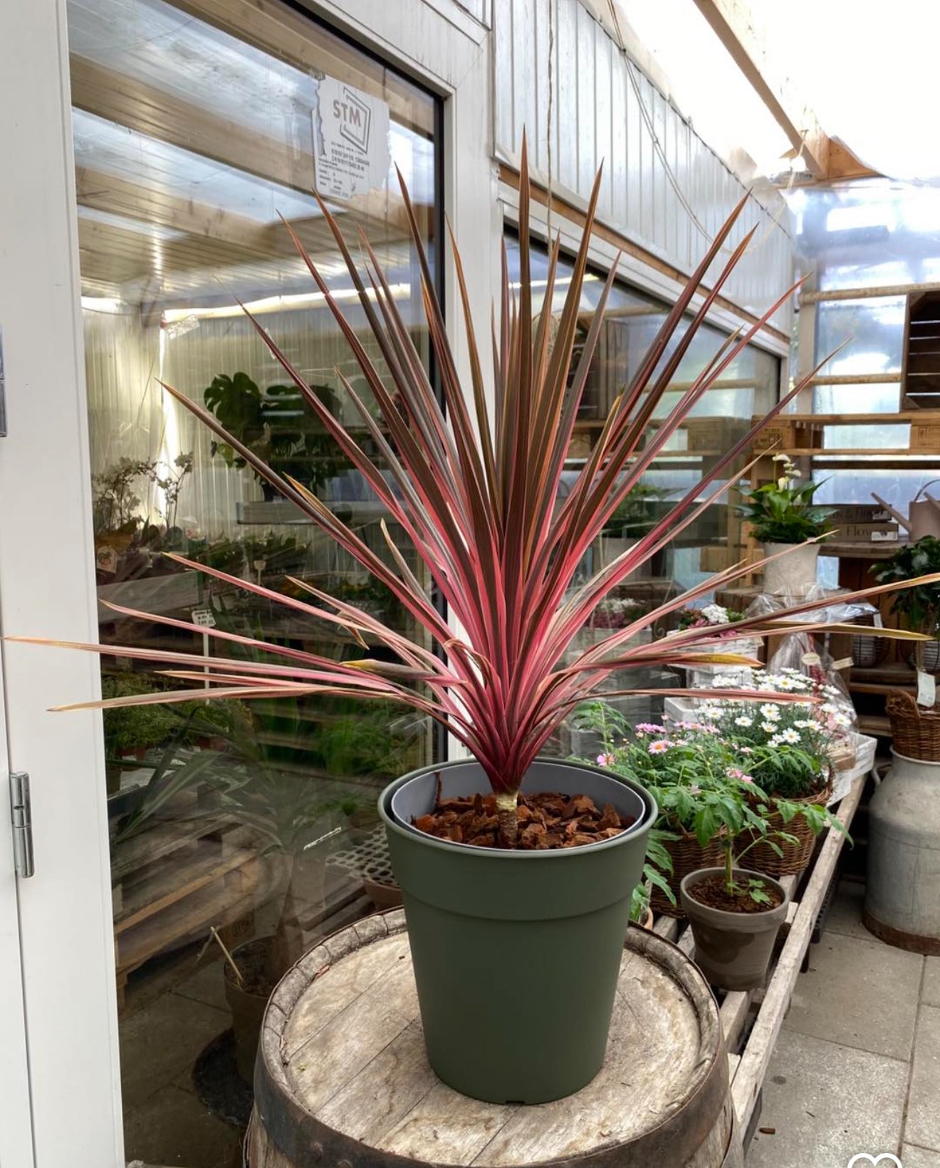 Cordyline Red Star – 70 cm