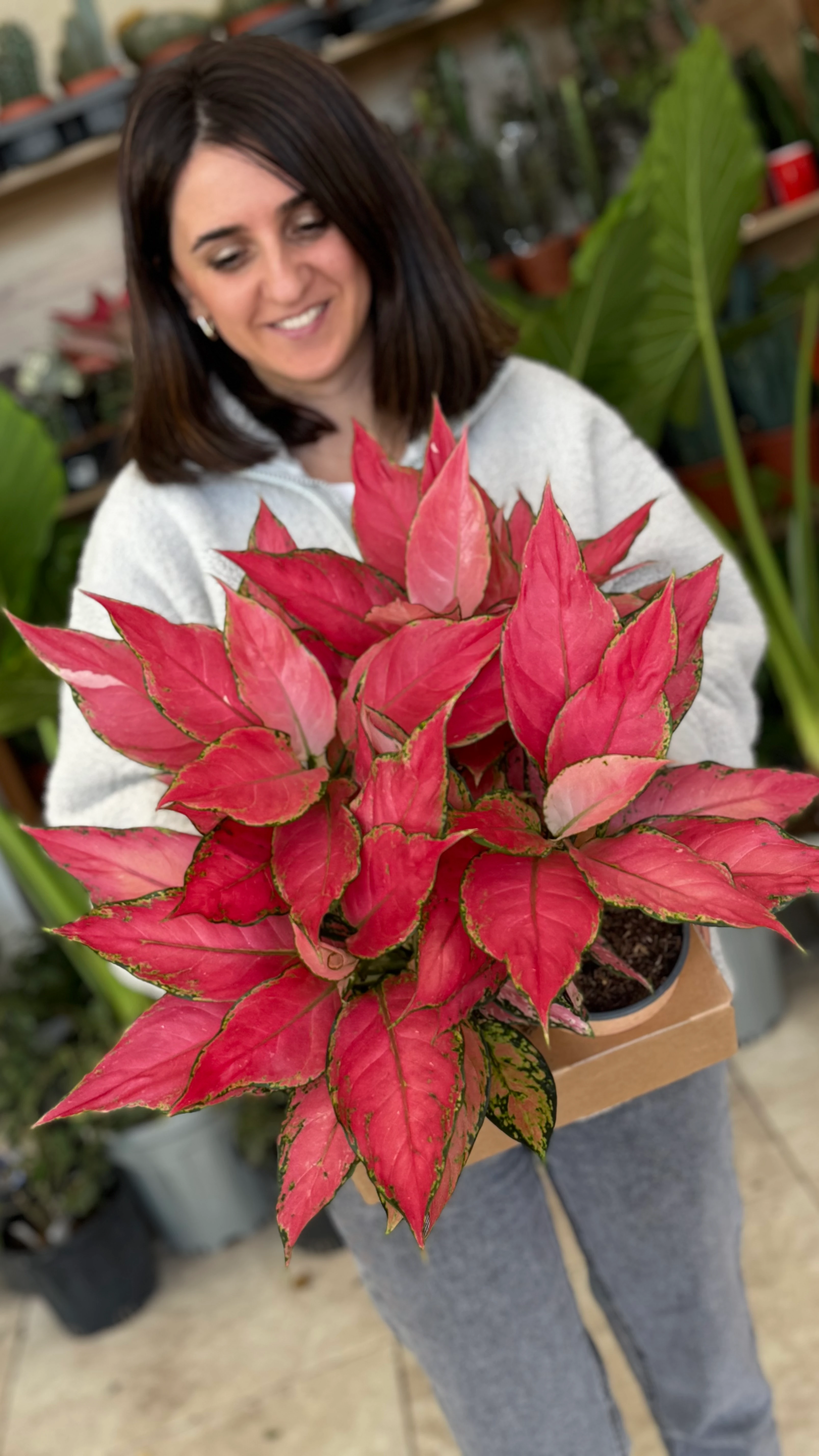 Aglaonema Pink Star –Pembe Yapraklı Aglaonema 