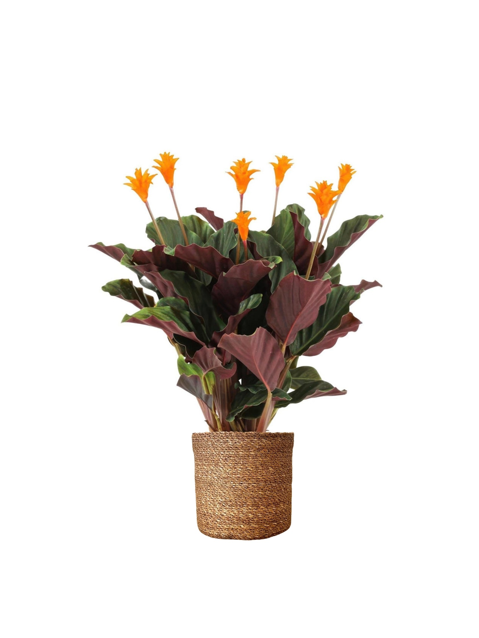 Calathea Crocata 