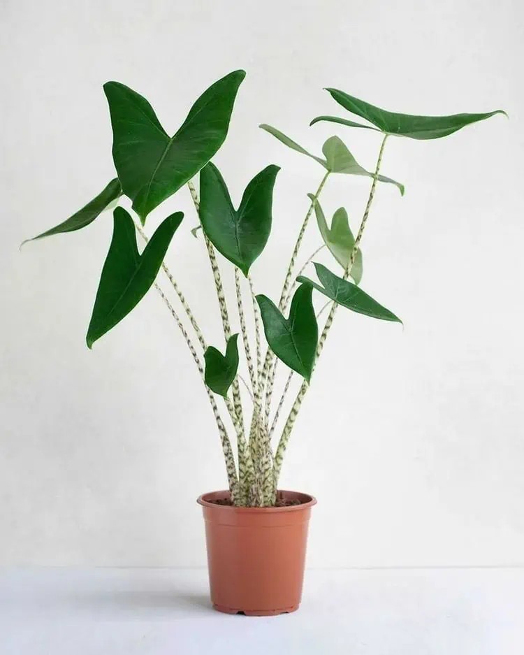 Alocasia Zebrina 90-100 cm Çok Köklü