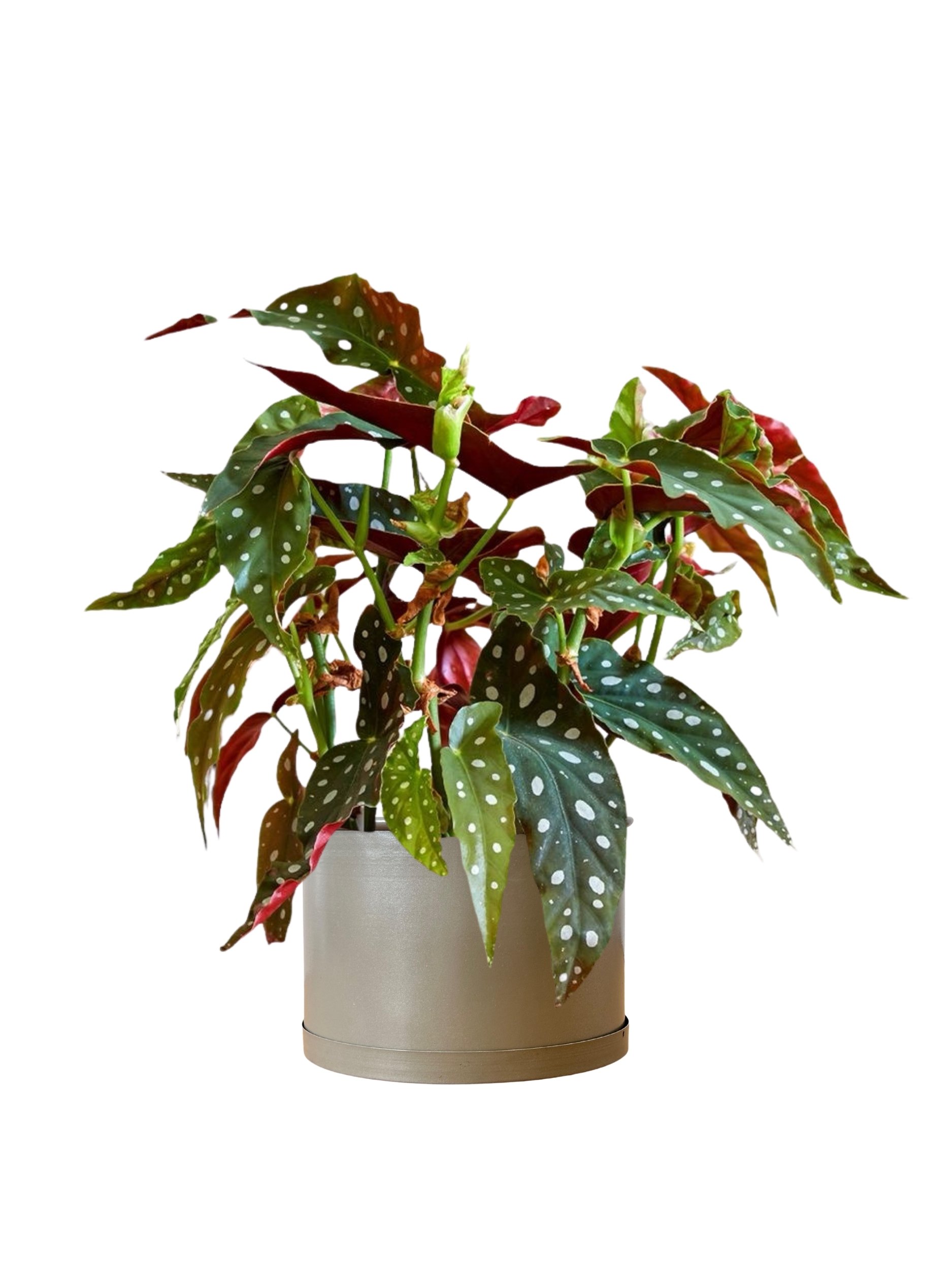 Begonia Maculata (Çilli Begonia)