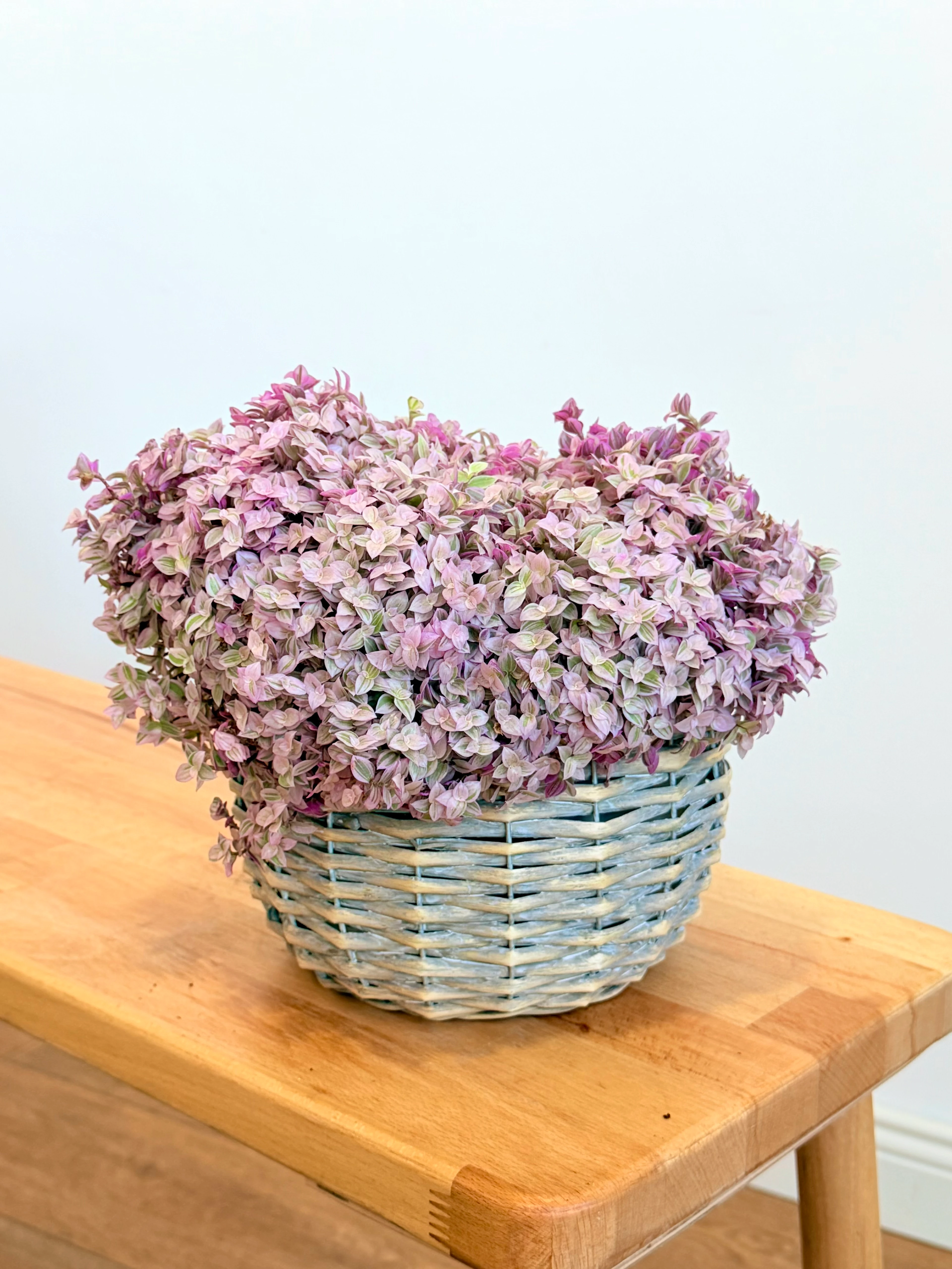 Pink Lady  Gri Poşetli Hasır Saksıda