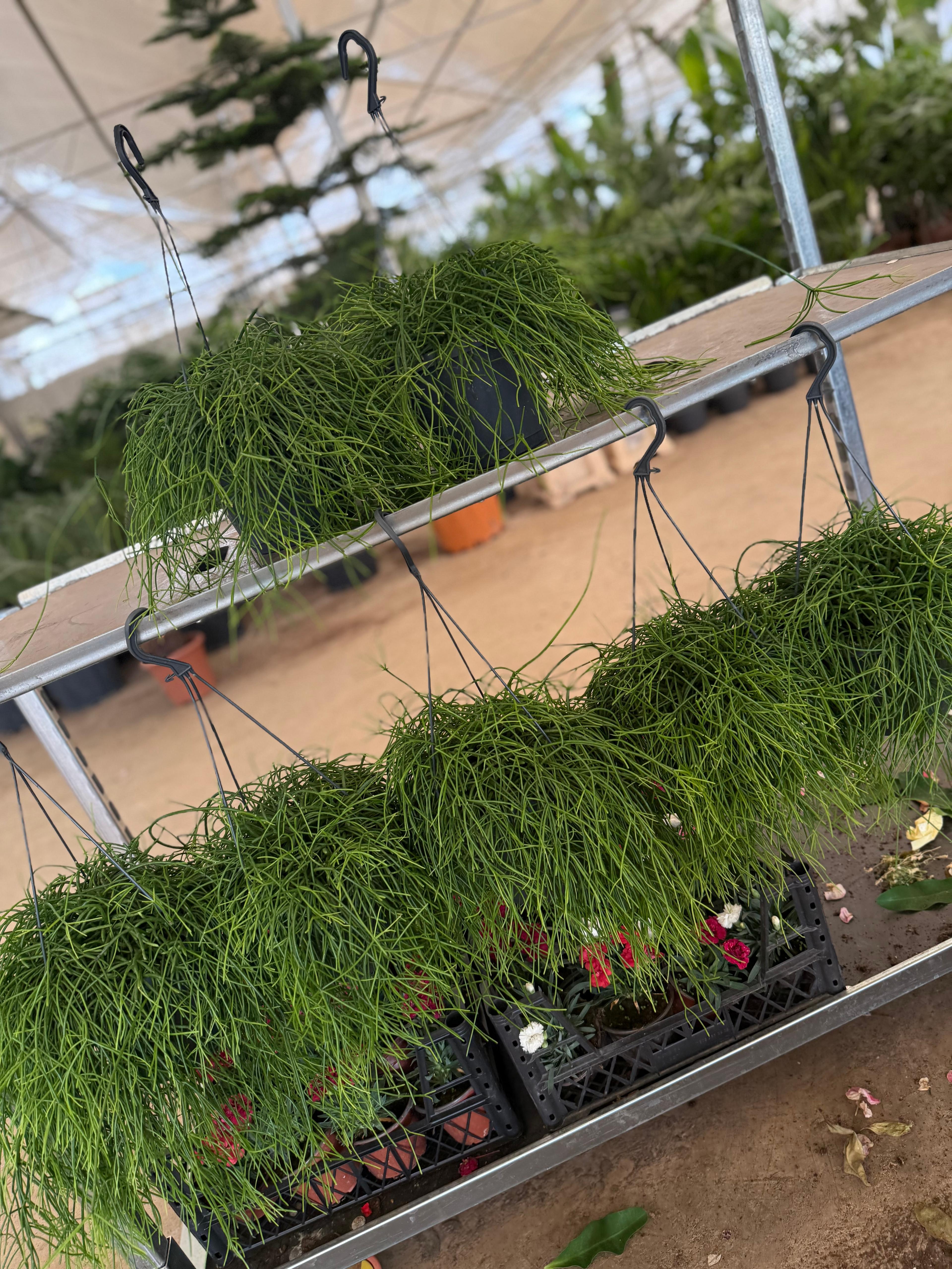 Rhipsalis Sarkan Bitki