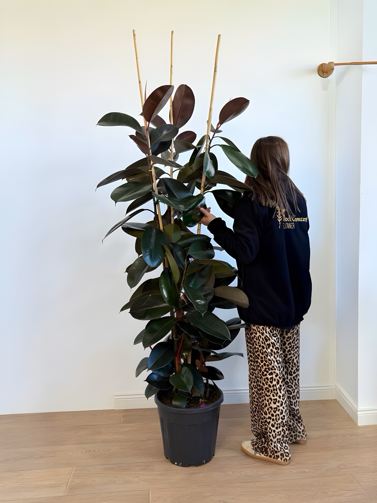 Kauçuk Çiçeği - Siyah Kauçuk Bitkisi (170-190 cm Üç Köklü Ficus Elastica)