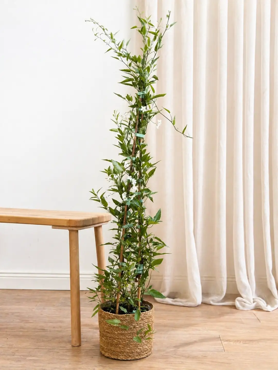 Yıldız Yasemini - Solanum Jasminoides