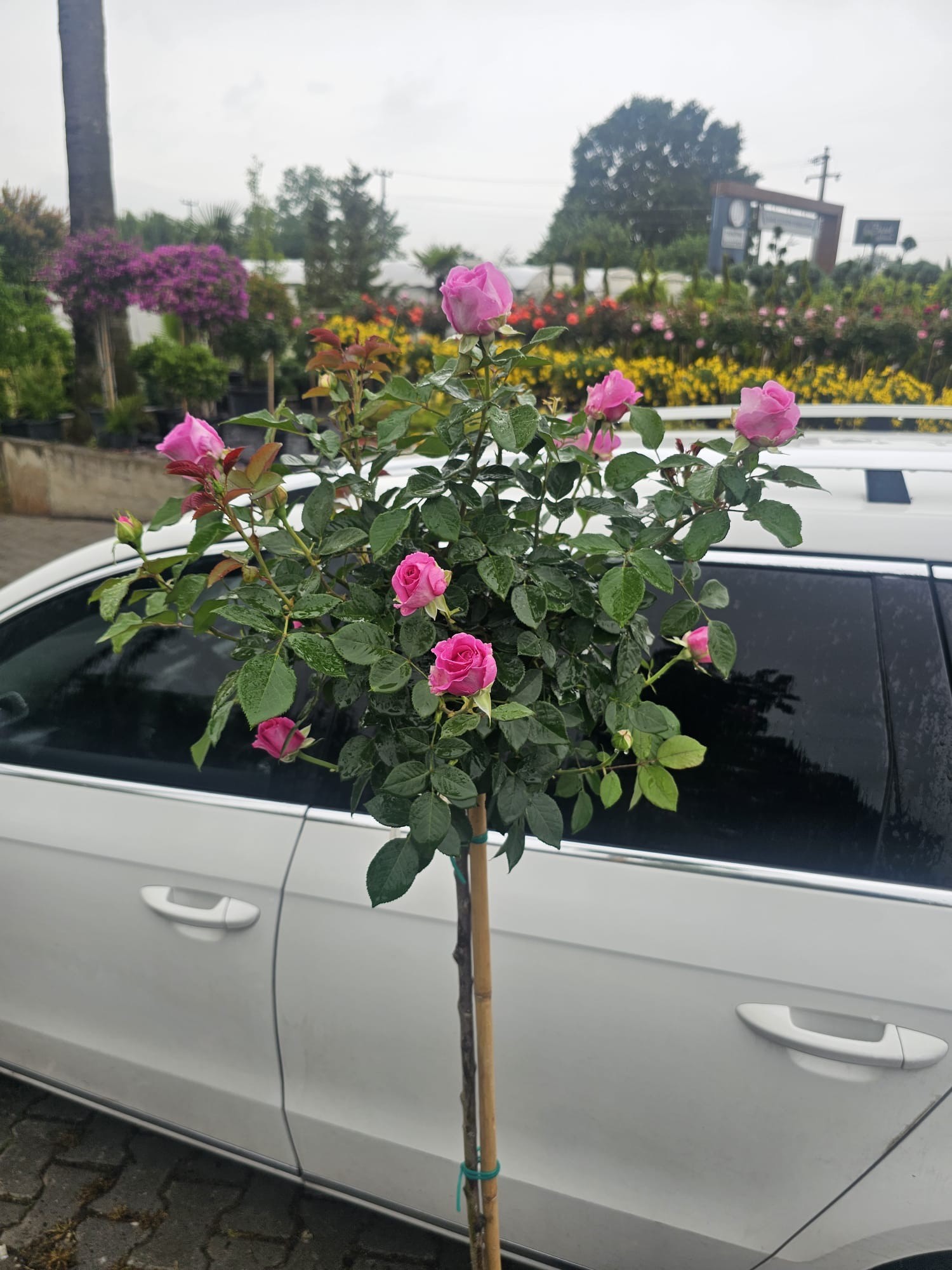 Pembe Tijli Gül /Lisanslı 170-180 cm