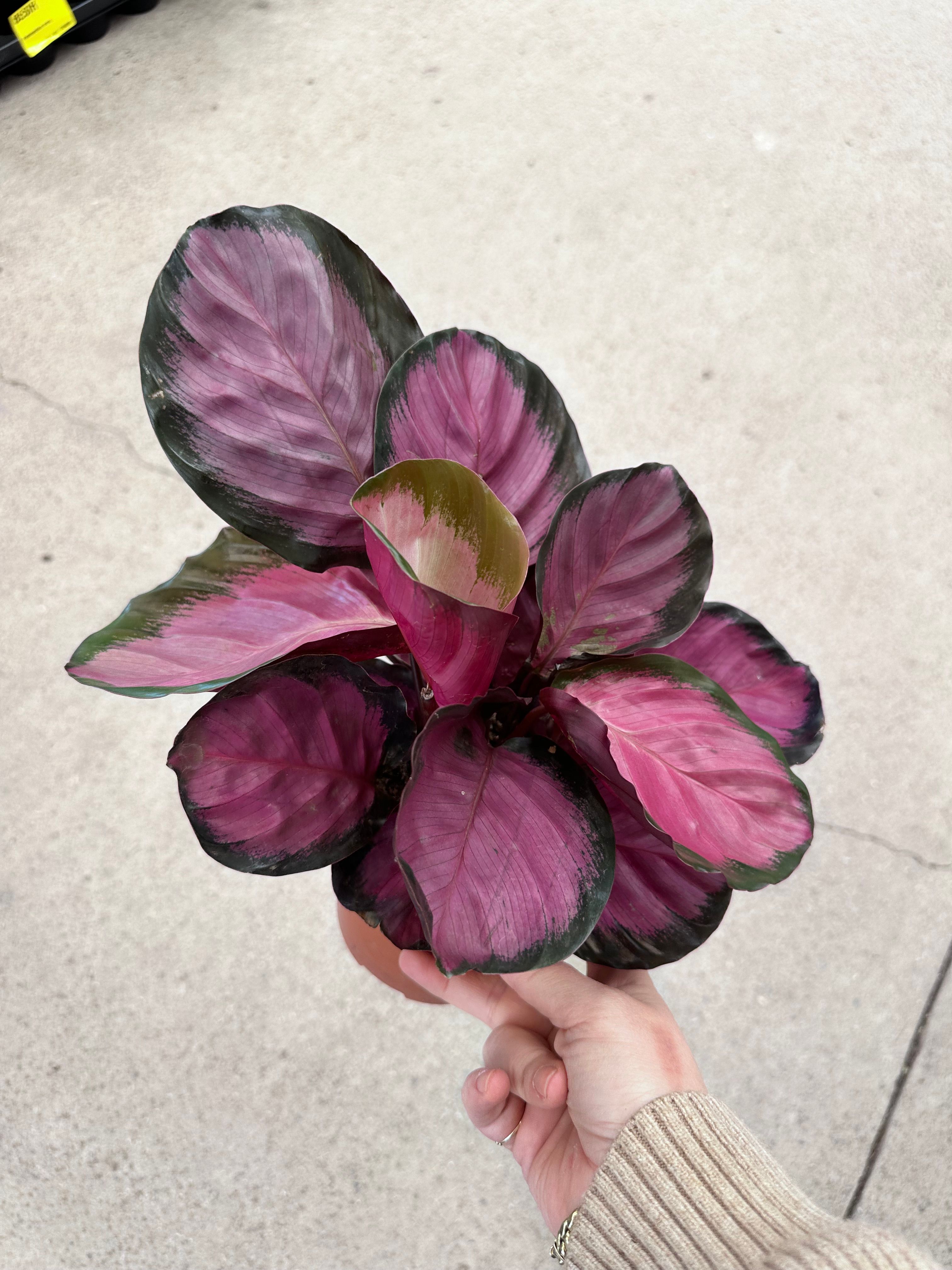 Calathea Pictura Crimson