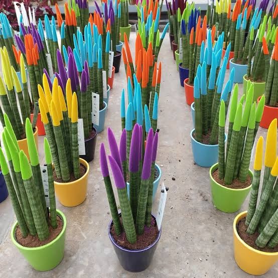 Sanseveria Cylindirica Large Seramik Saksıda