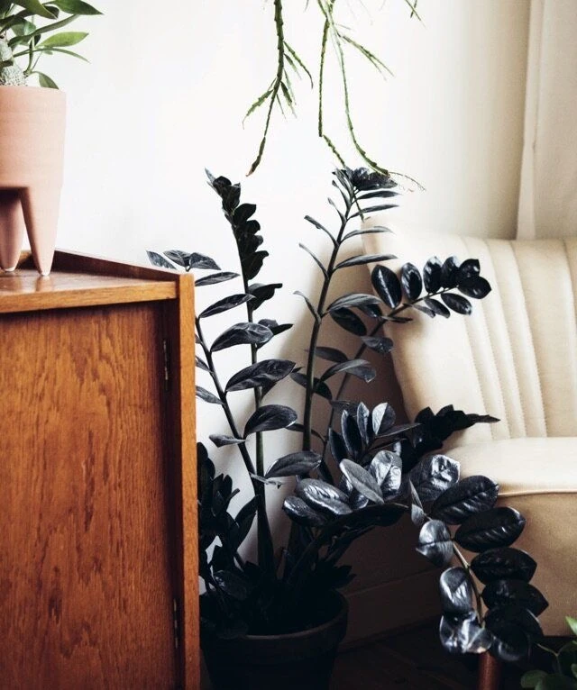 Siyah Zamia (özel tür)