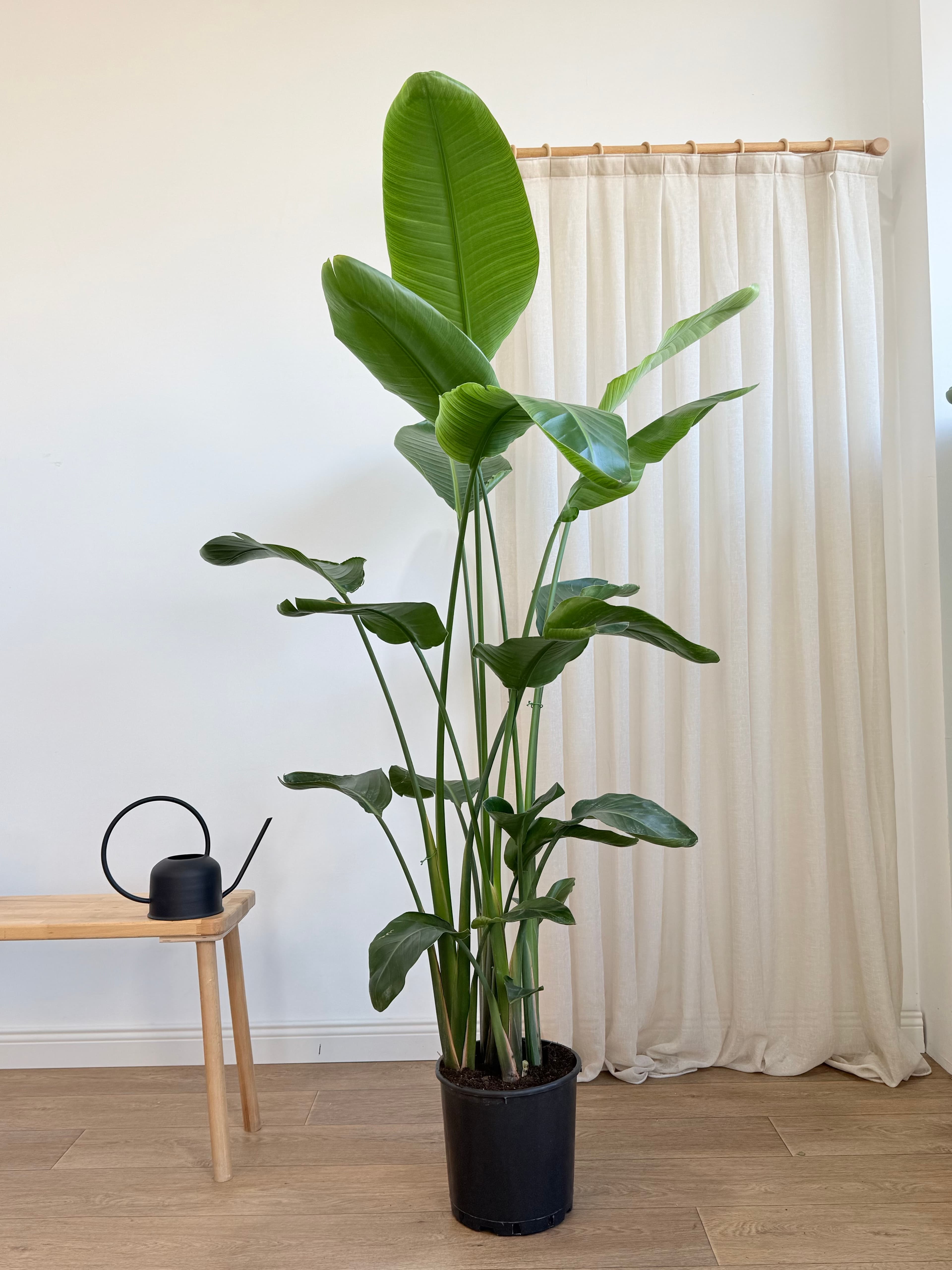 Starliçe- Dört Köklü Dolgun Form (Strelitzia Nicolai 180-200 cm )