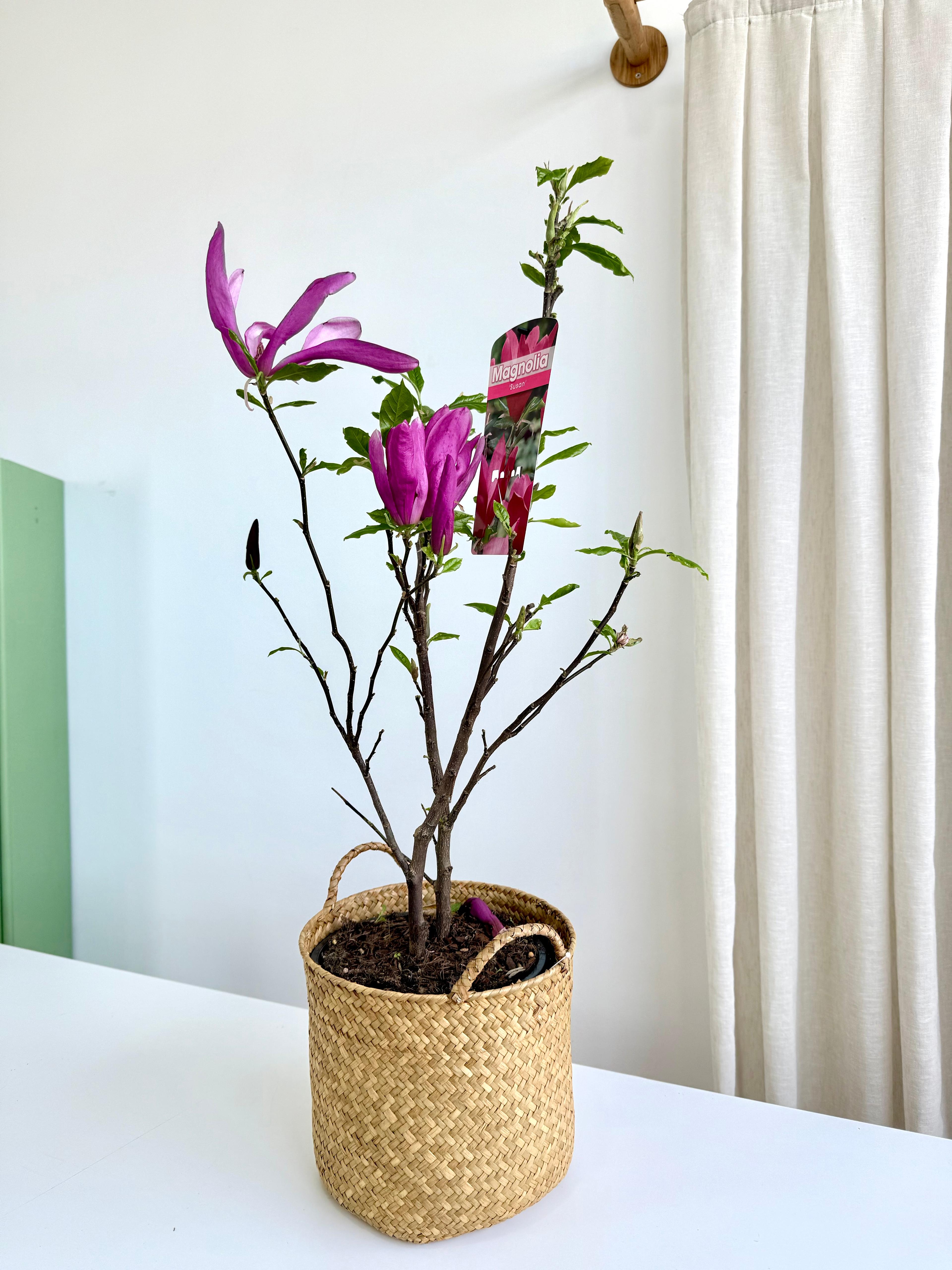 Manolya 80-90 cm/ İthal Premium (Magnolia)