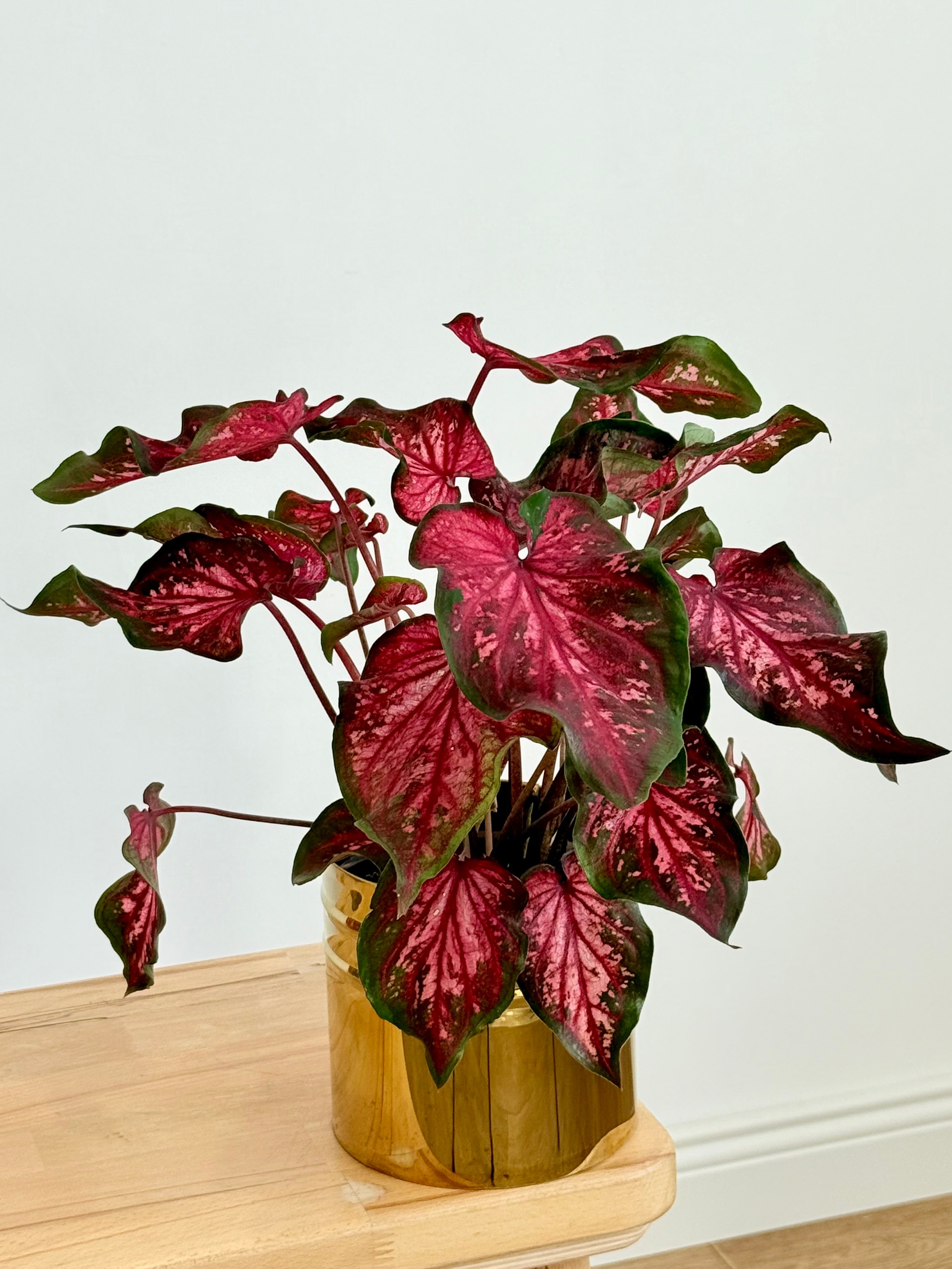 Caladium (Melek Kanadı Çiçeği)