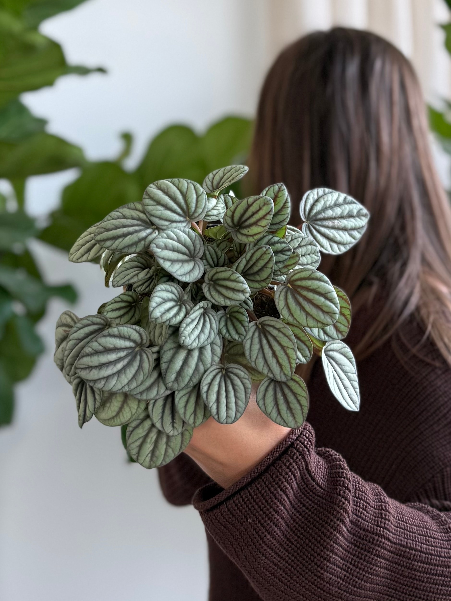 Peperomia Masa Boy