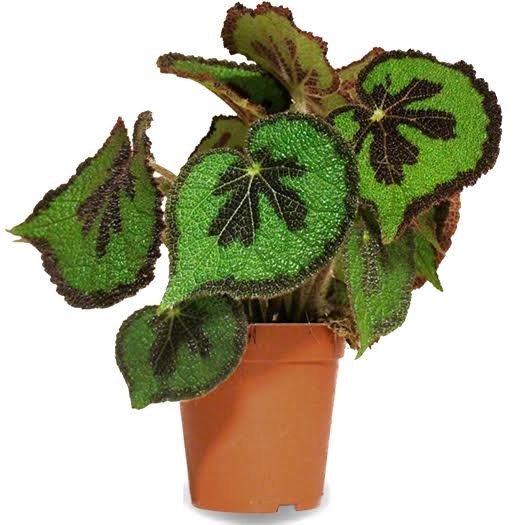 Begonia Massoniana