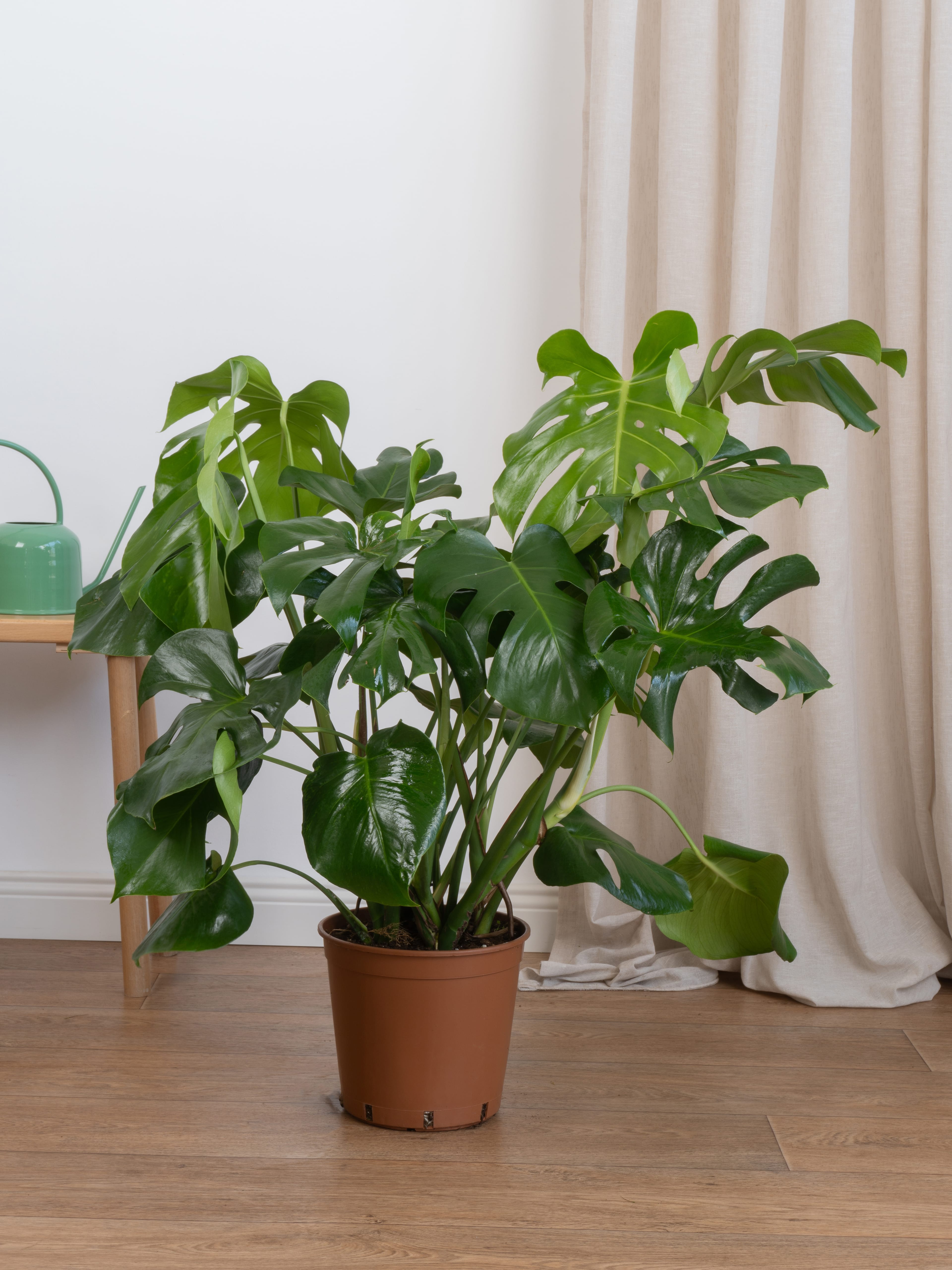 Monstera Deve Tabanı 80-90 cm