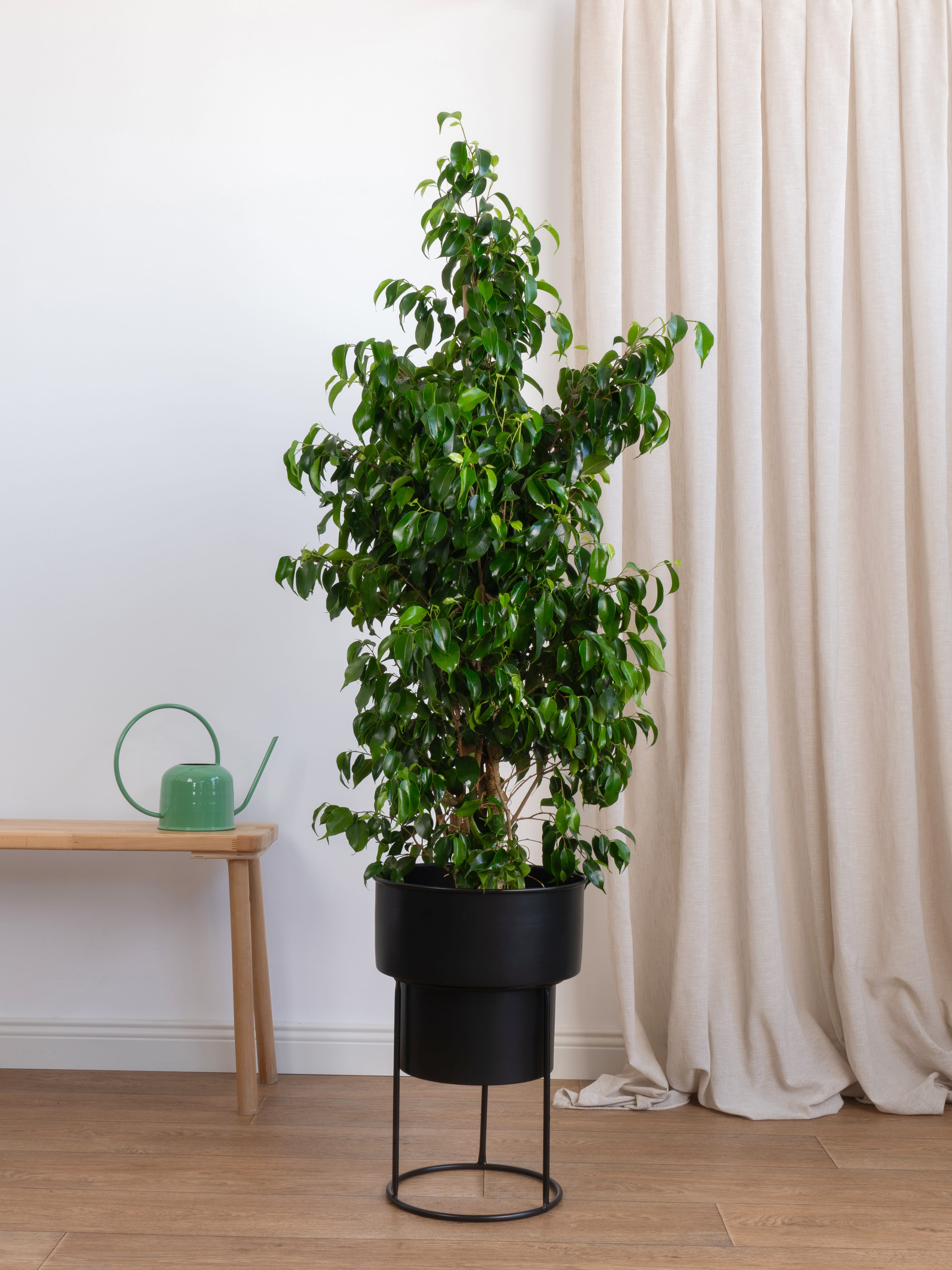 Ficus Benjamin Danielle 150-160 cm (Koyu Yeşil Benjamin)
