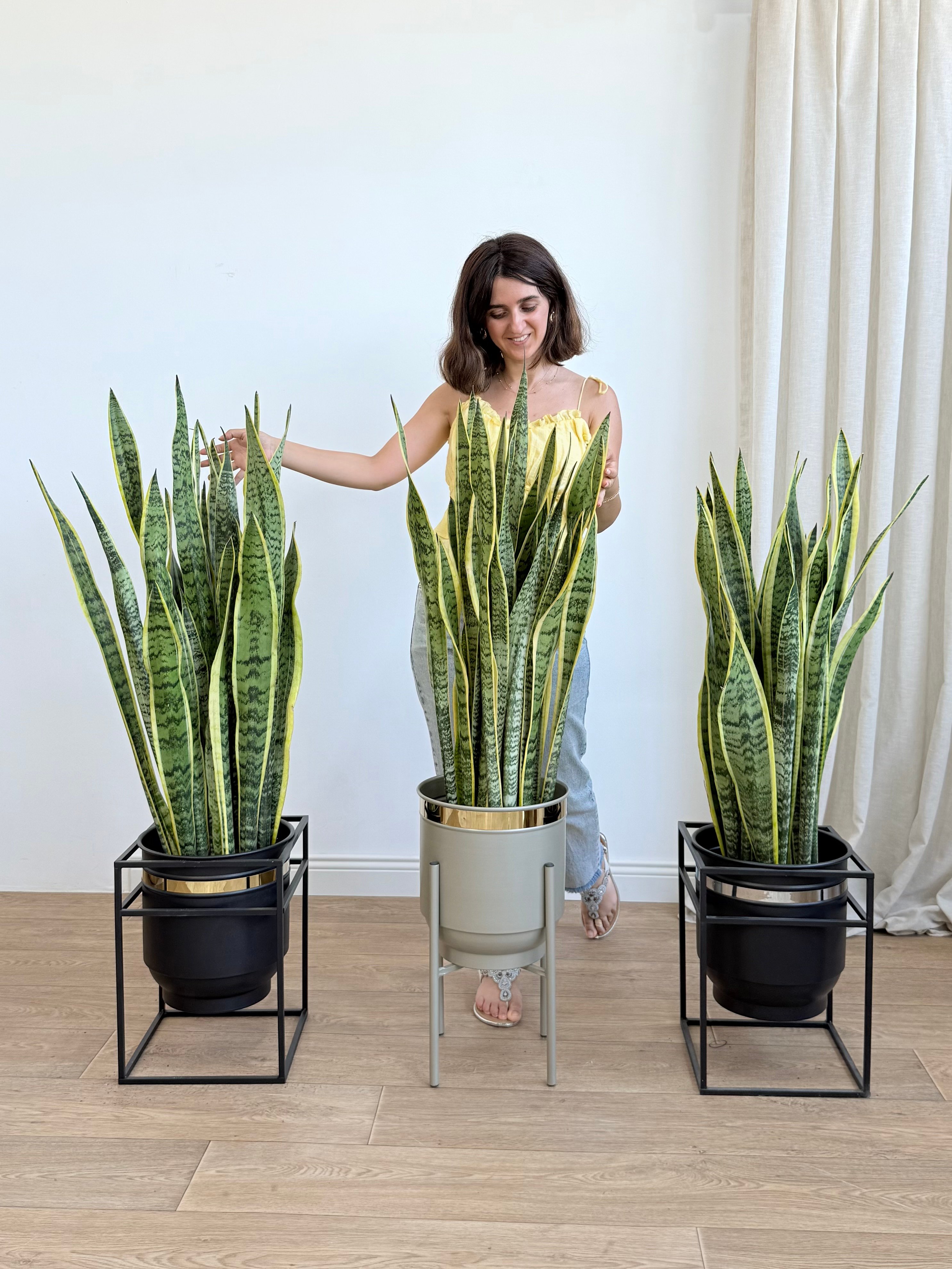 Kılıç Çiceği (Sanseveria Trifasciata -Peygamber Kılıcı-Paşa Kılıcı) Sarı-Yeşil 110-120 cm