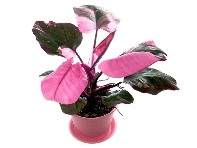 Philodendron Pink Princess (Özel Tür)