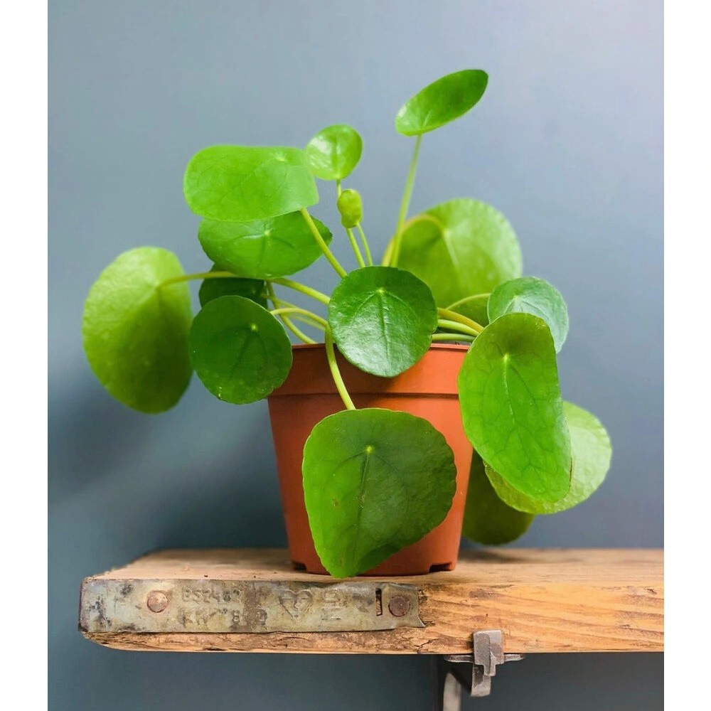 Favori Bitki Seti (90-100 cm tek kök starliçe, 60-70 cm monstera, pilea)