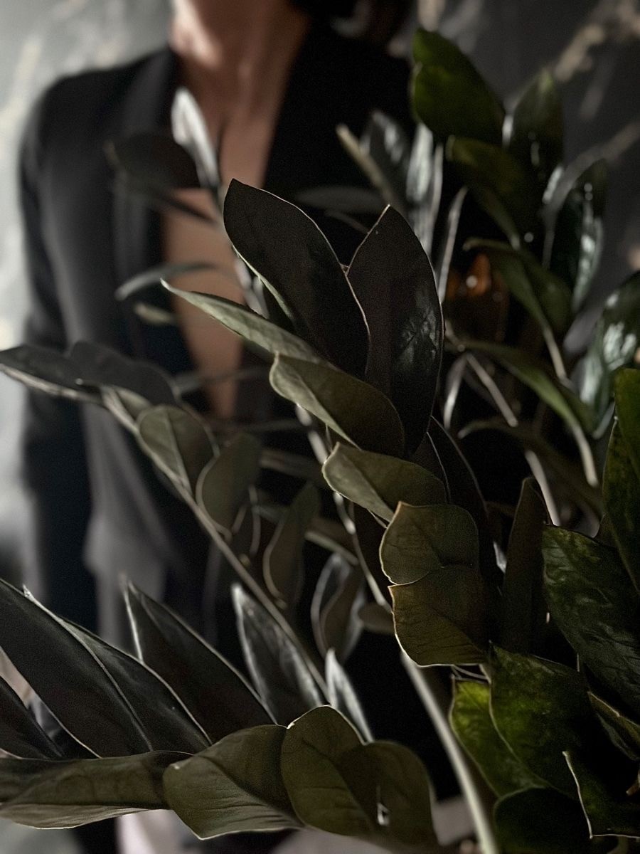 Siyah Zamia (özel tür)