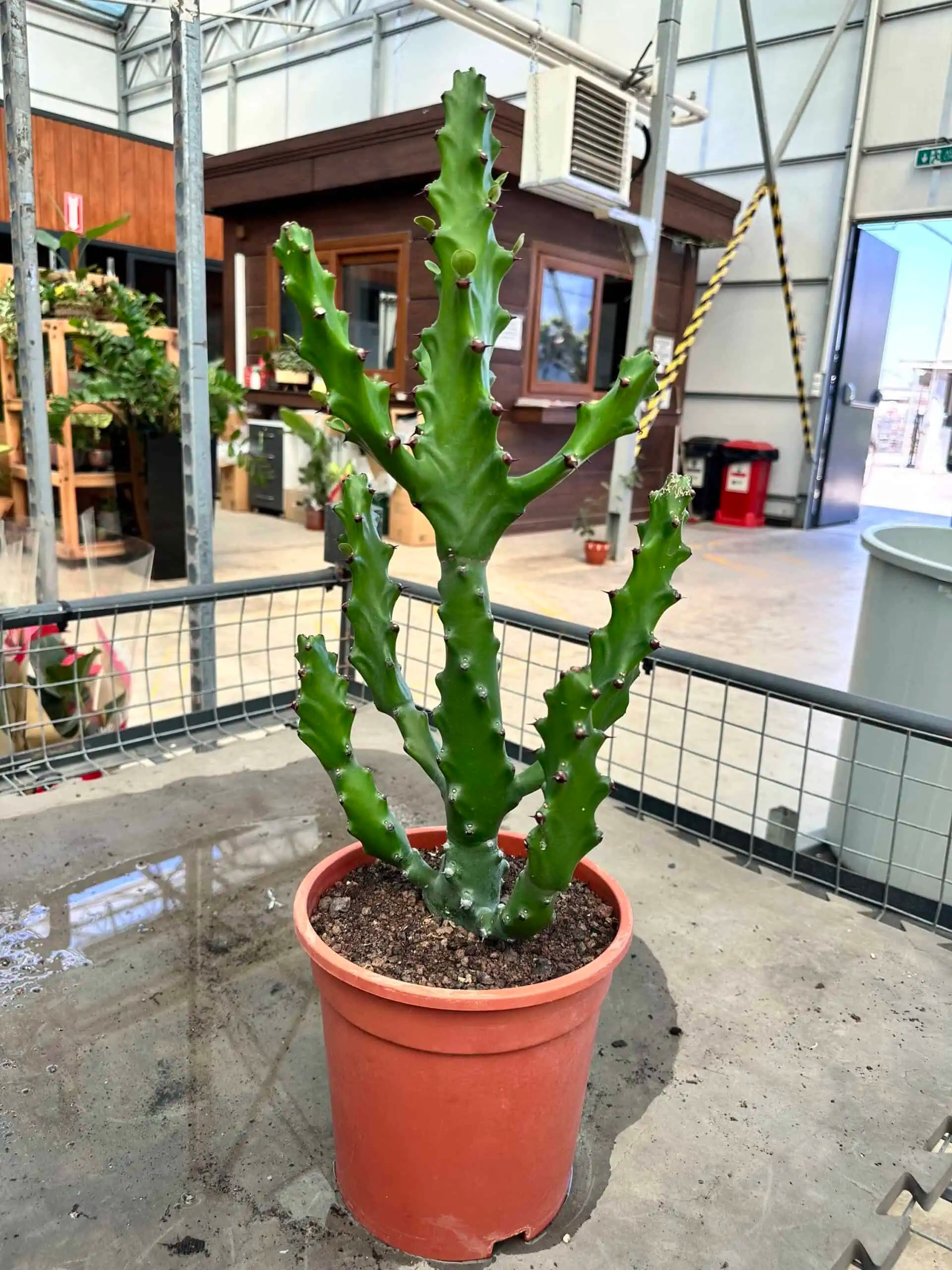 Özel tür euphorbia kaktüs 70 cm