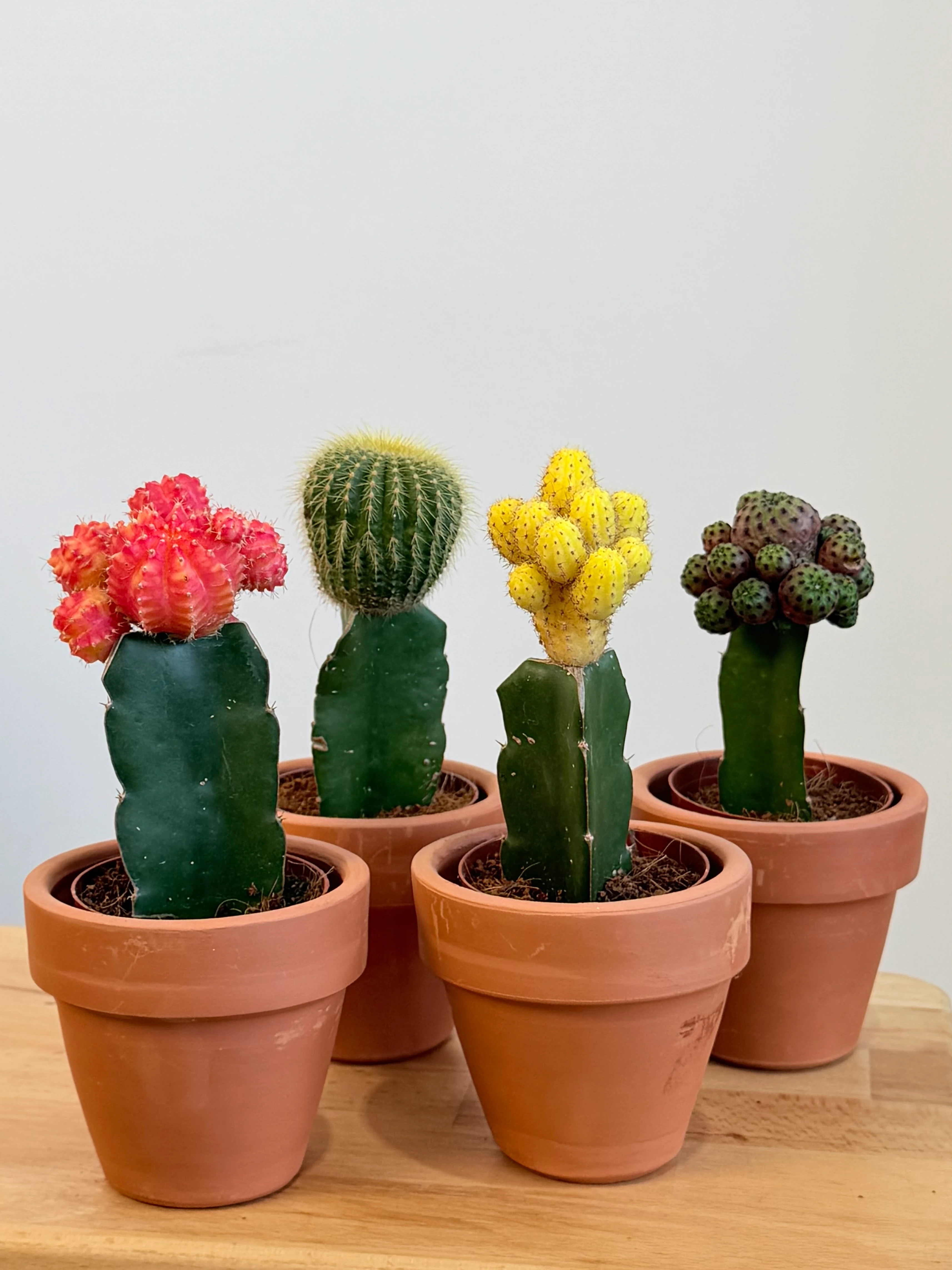 Masa Boy Renkli Aşılı Kaktüs – Toprak Dekoratif Saksıda