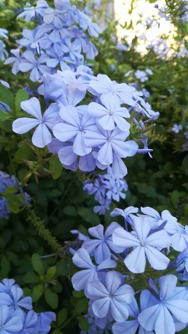 Mavi Yasemin (Plumbago Auriculata)