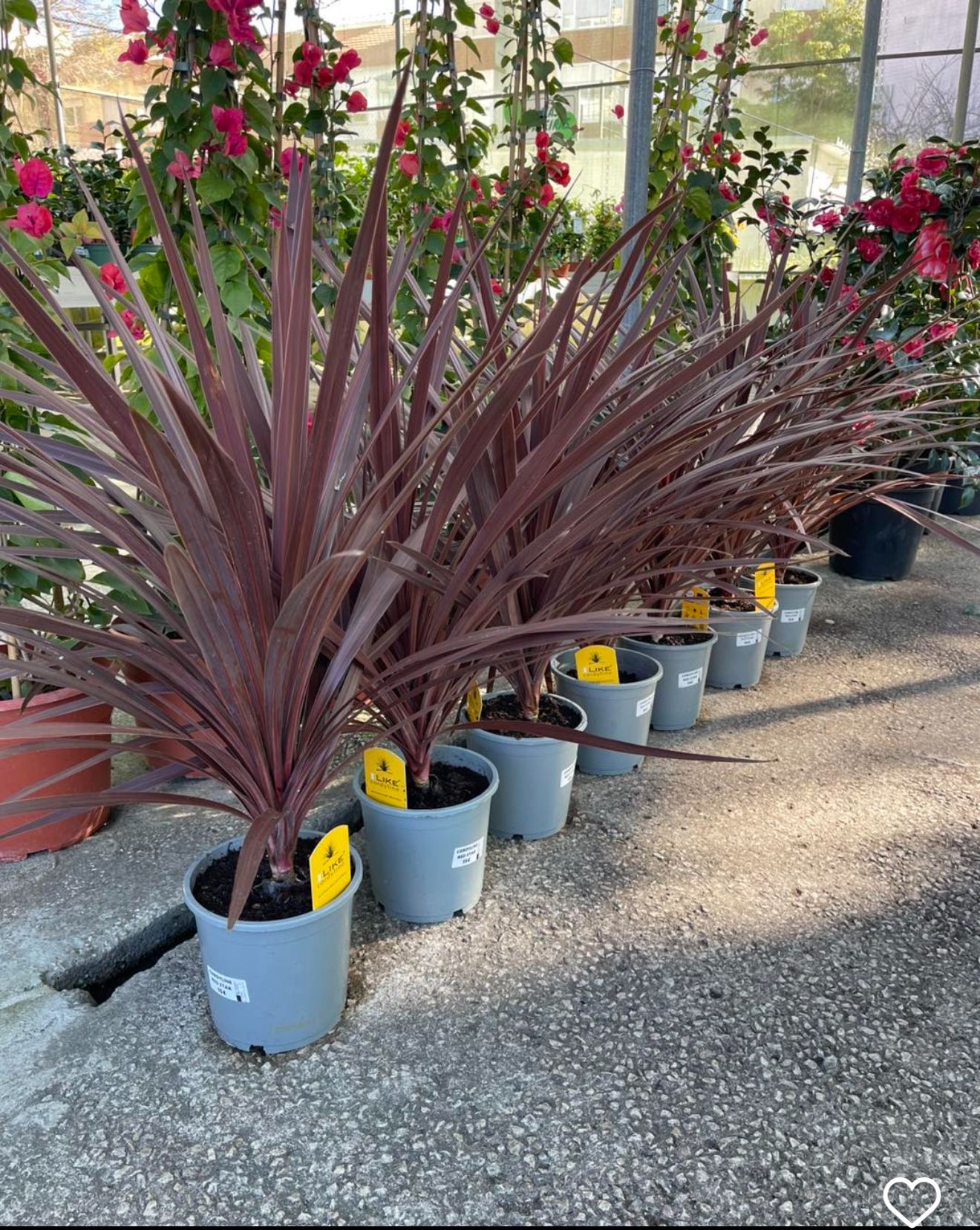 Cordyline Red Star – 70 cm