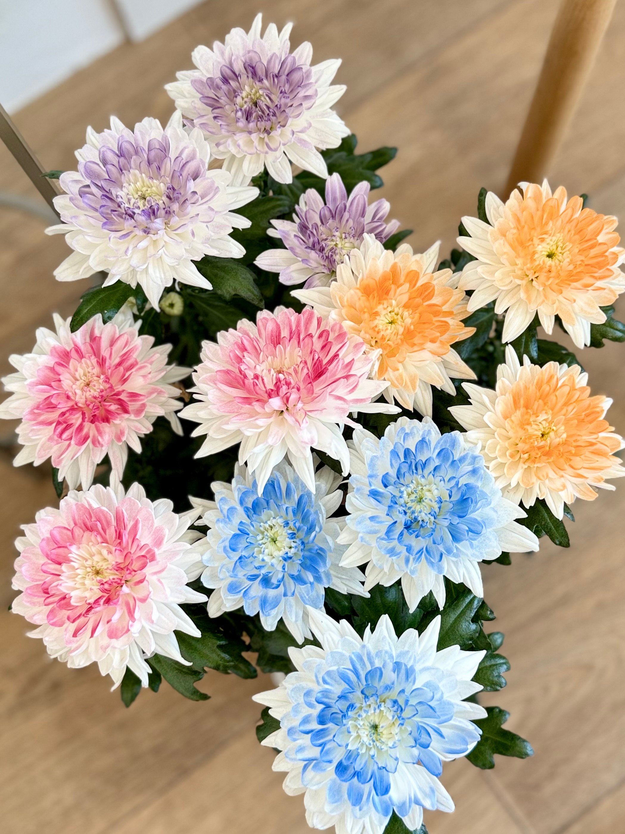 Krizantem Chrysanthemum Anastasya Mix İkili Set (Neon Renkler)