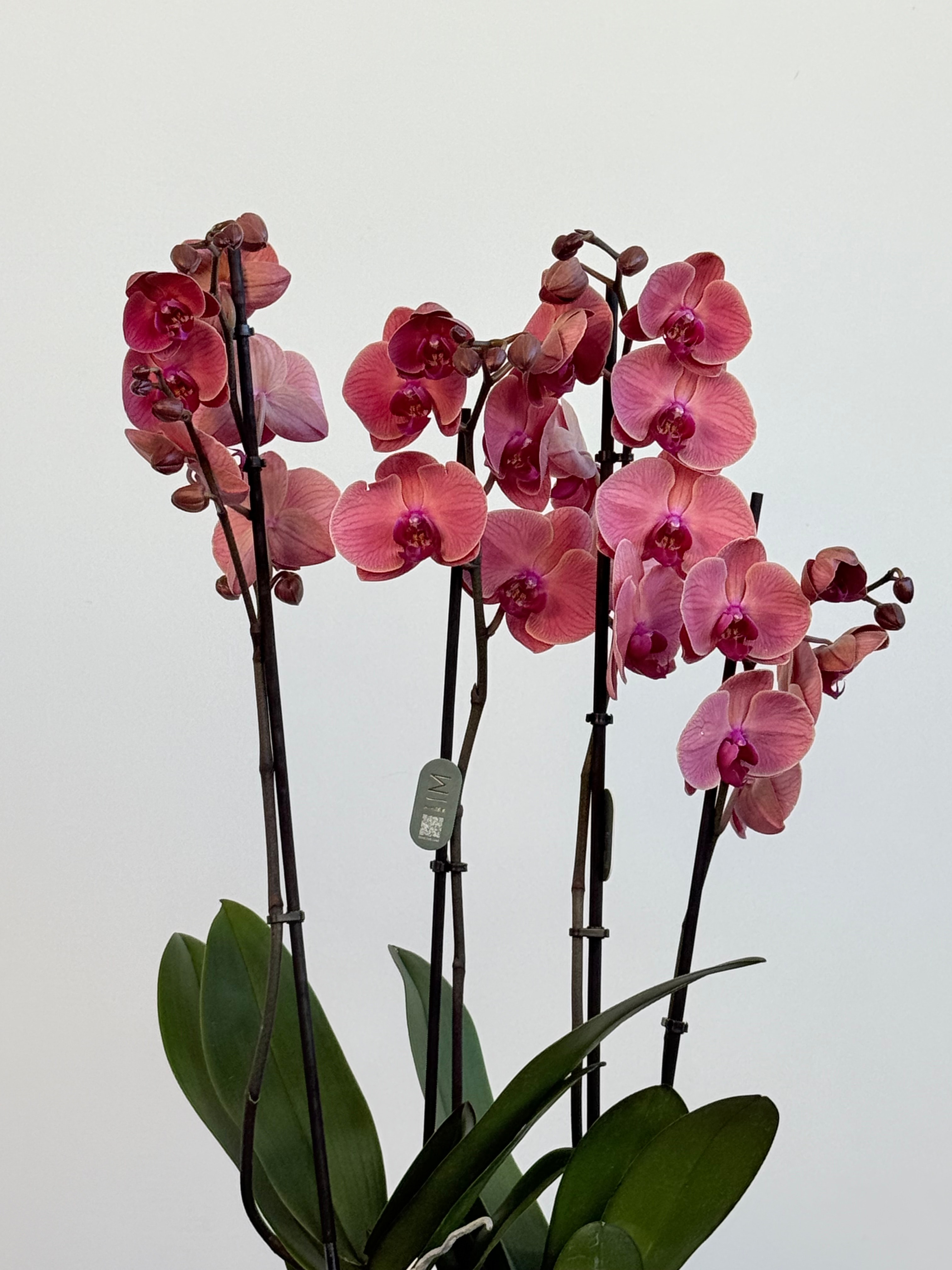 Orkide Somon Dört Dallı (İthal Premium)