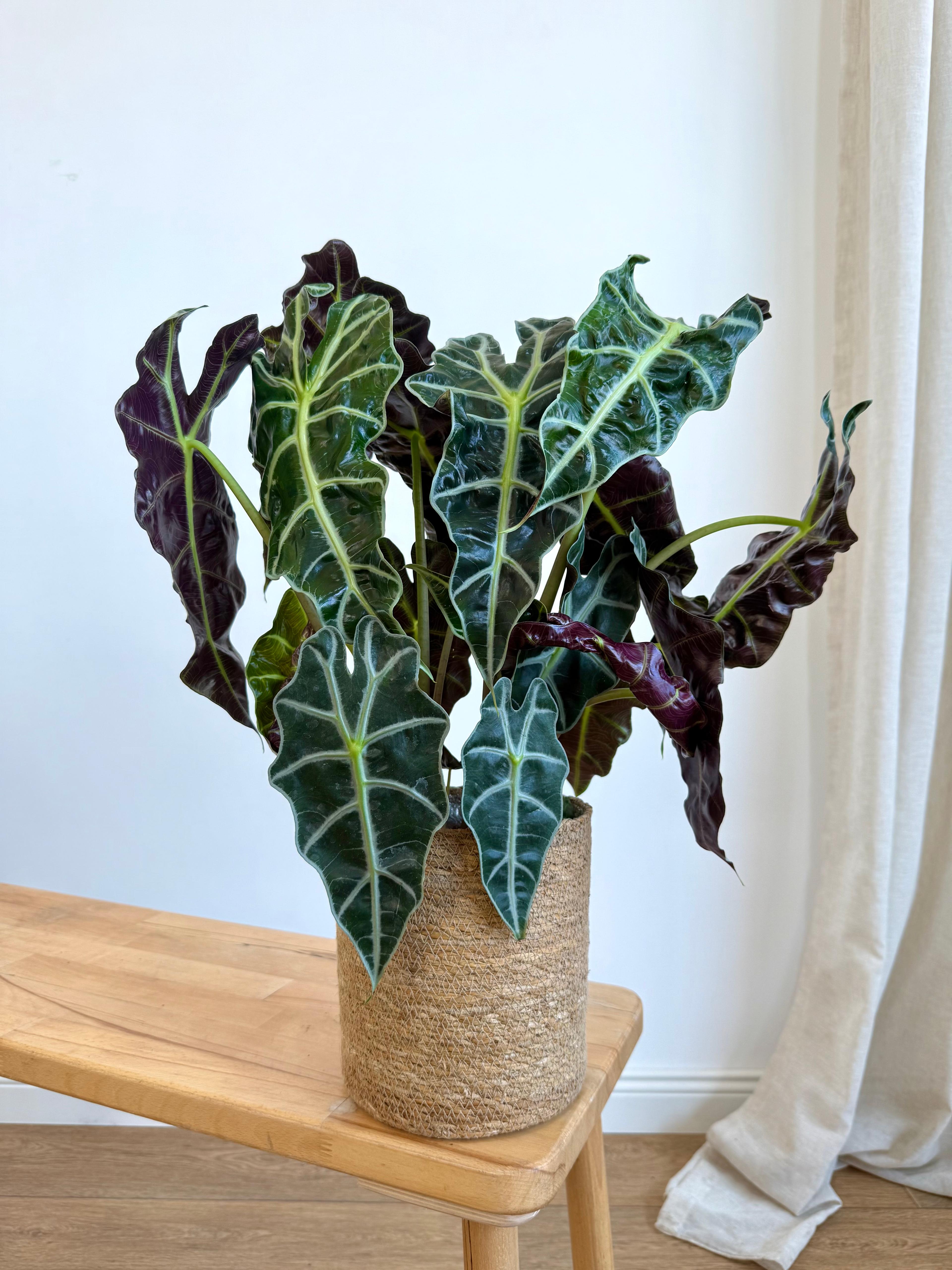 Alocasia Polly XL (45-50 cm)