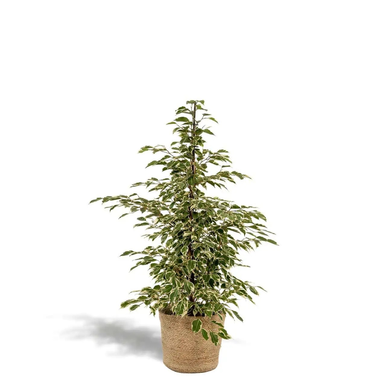 Ficus Benjamin Alacalı Yeşil-Beyaz (Ficus Benjamin Golden King) 90-100 cm