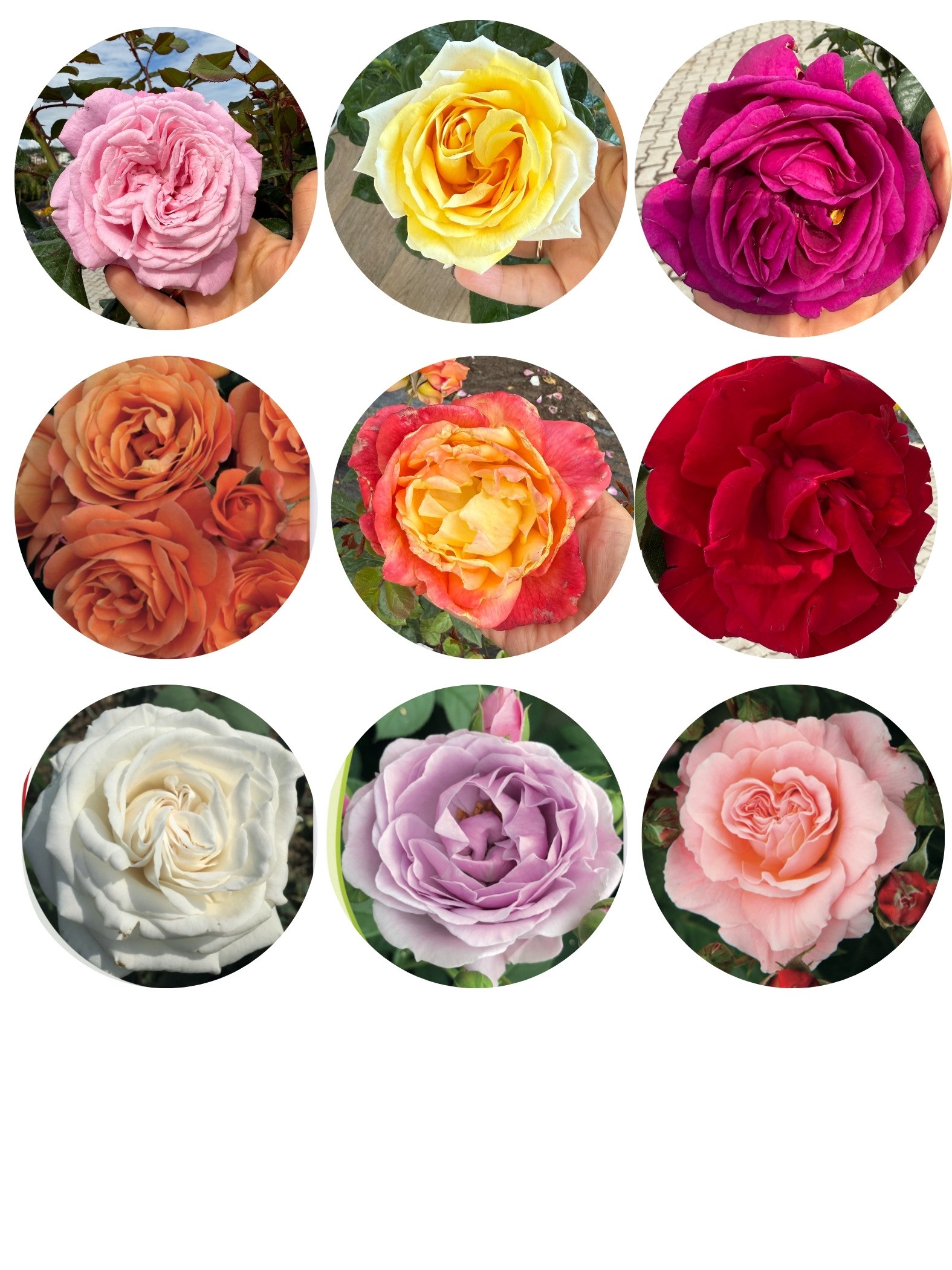 Teodora Sarı Gül – 50-60 cm, Çok Köklü, Patentli Özel Seri (20 cm Saksıda)