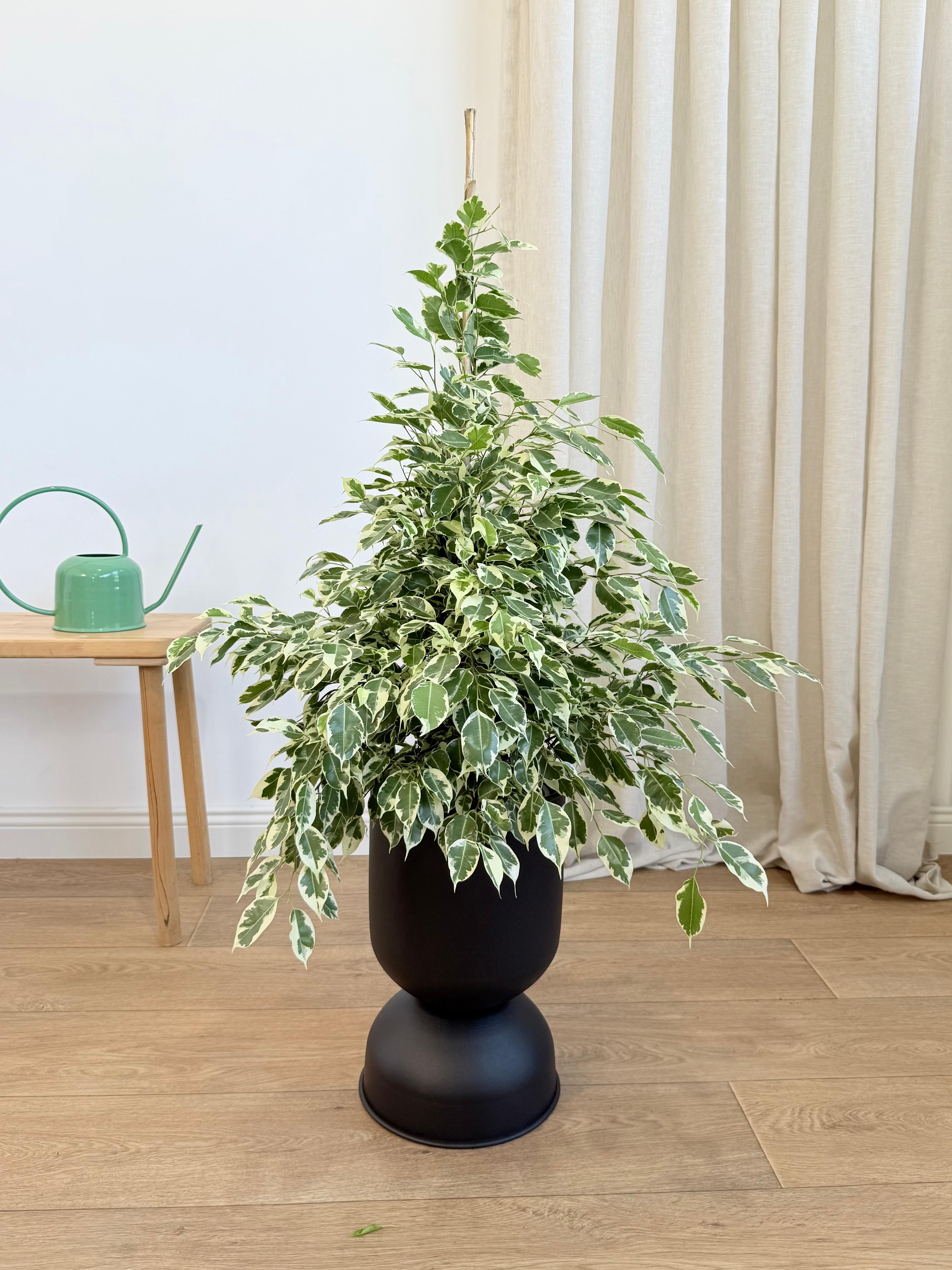 Ficus Benjamin Alacalı Yeşil-Beyaz (Ficus Benjamin Golden King) 100-110 cm