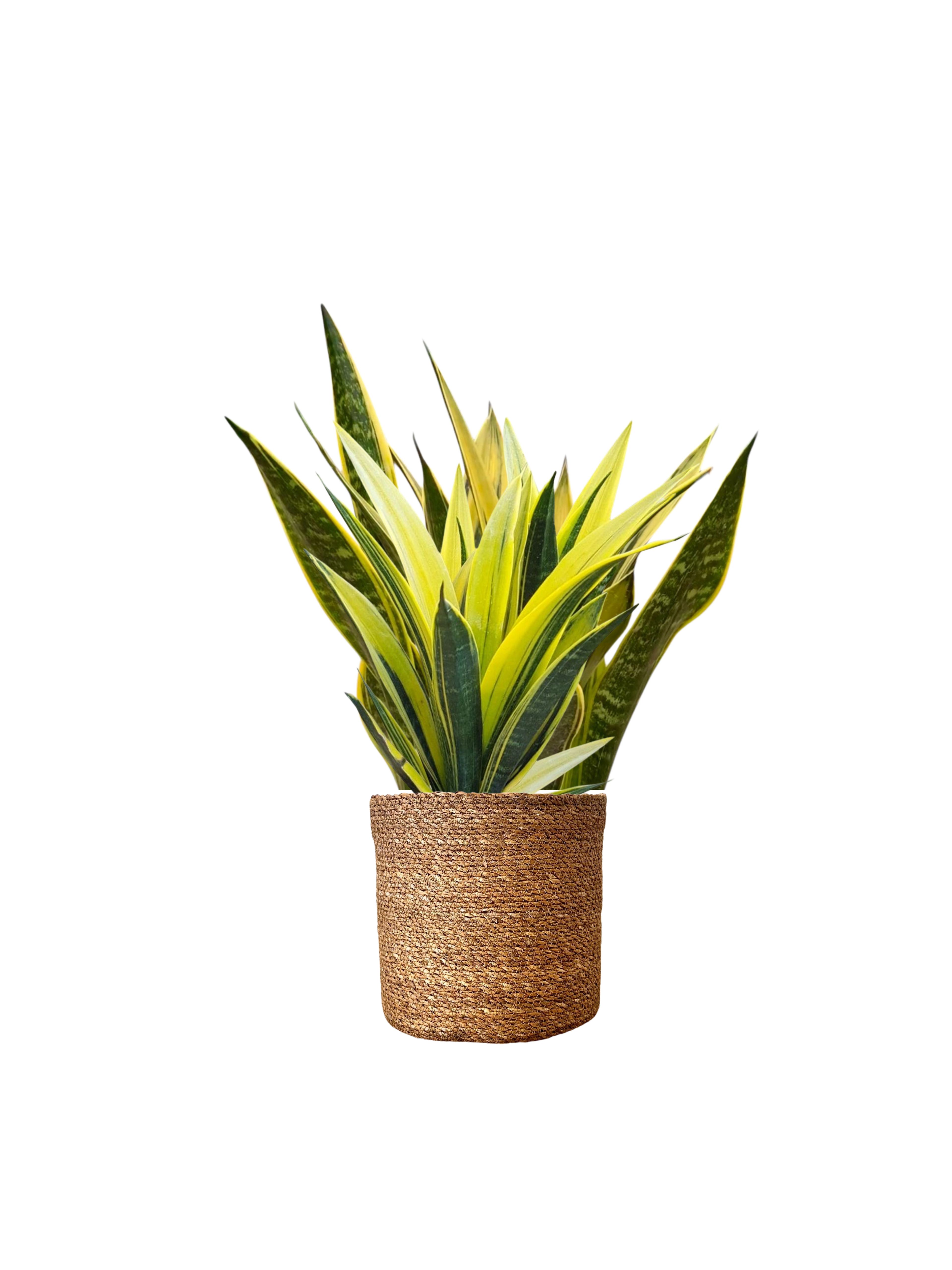 Sansevieria Golden Flame (Özel Tür)