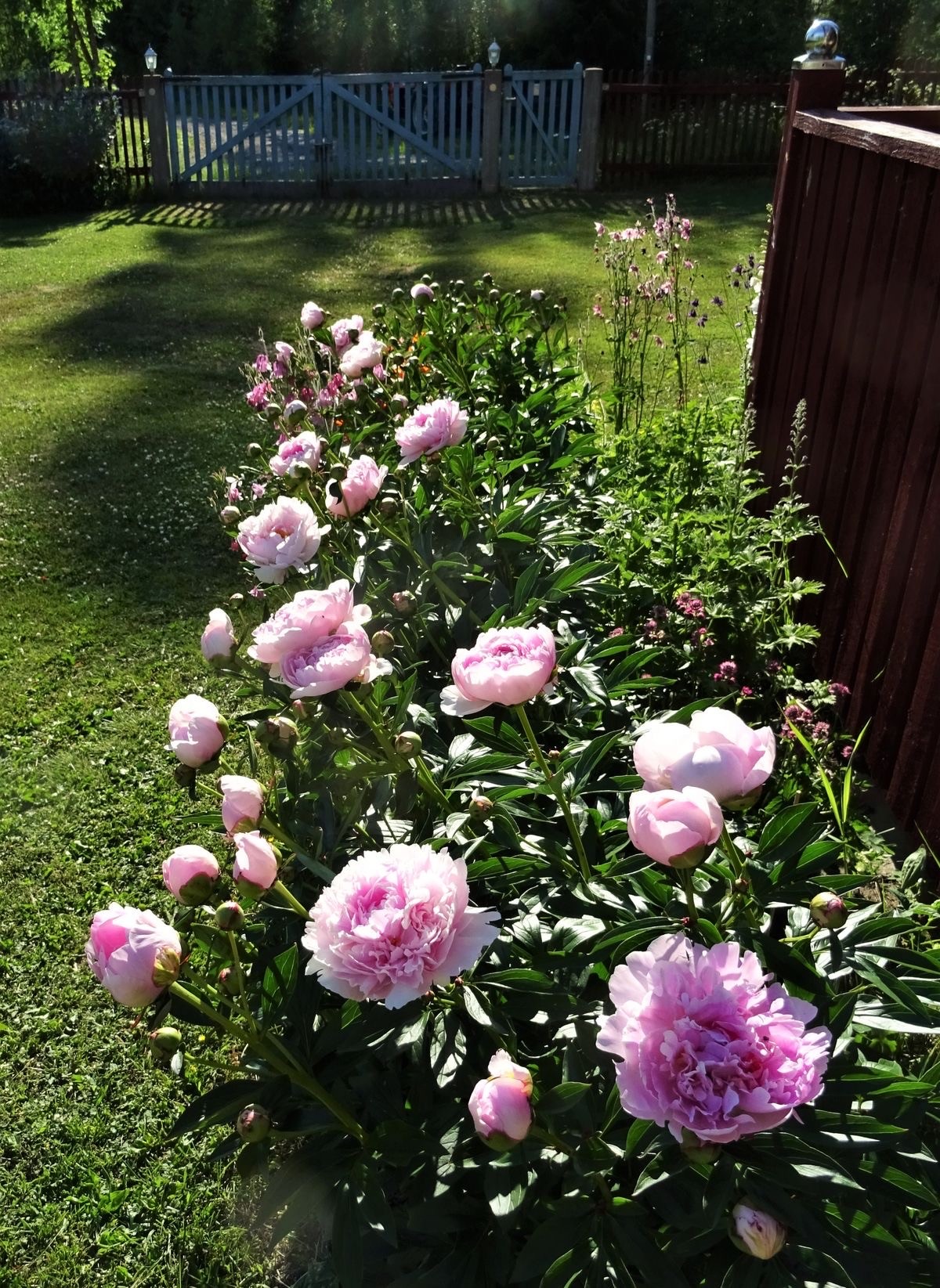 Şakayık (Peony) – 80 cm | 22 cm Saksıda
