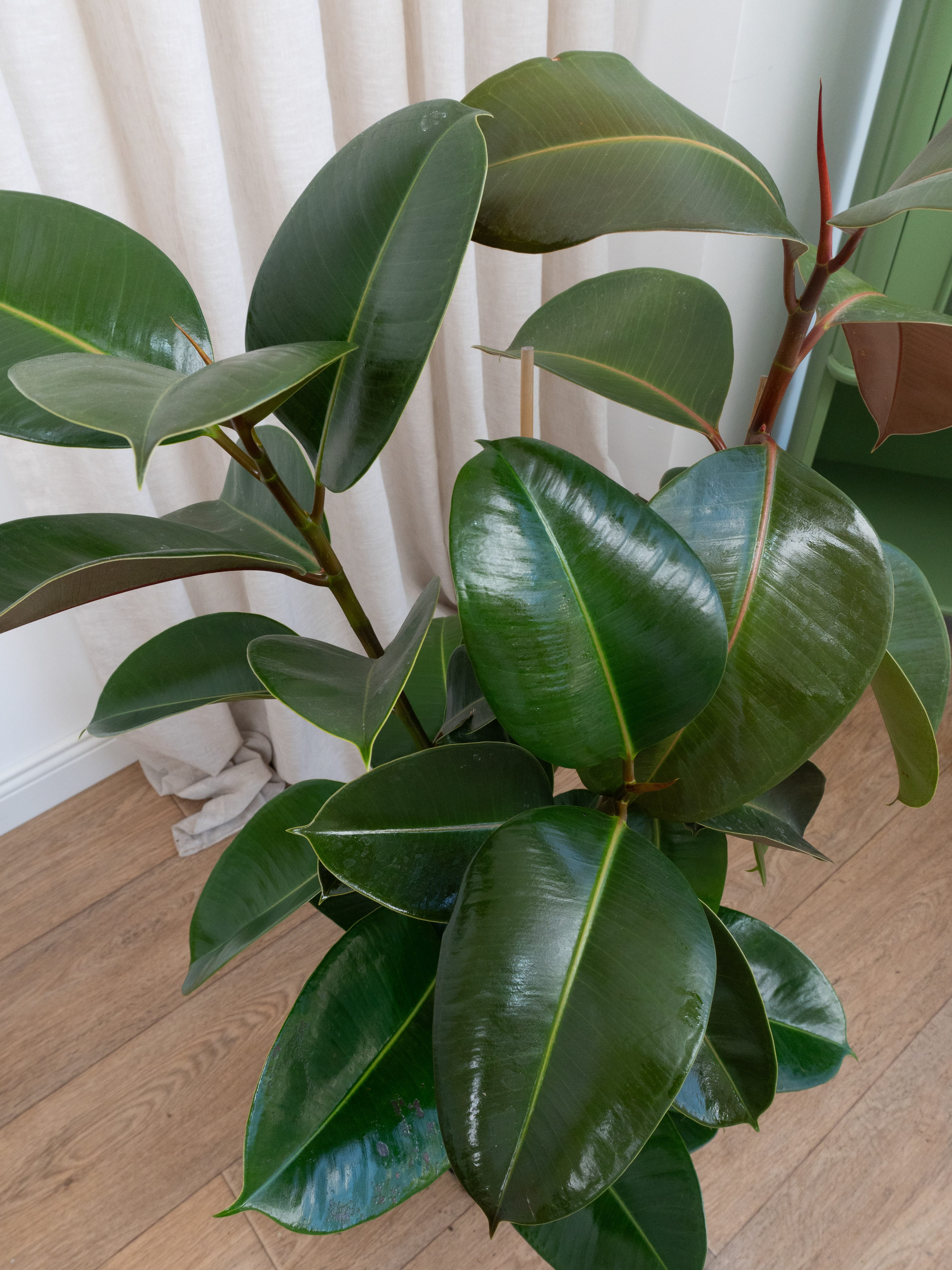 Kauçuk Çiçeği - Yeşil Kauçuk Bitkisi (çift köklü ficus elastica robusta)
