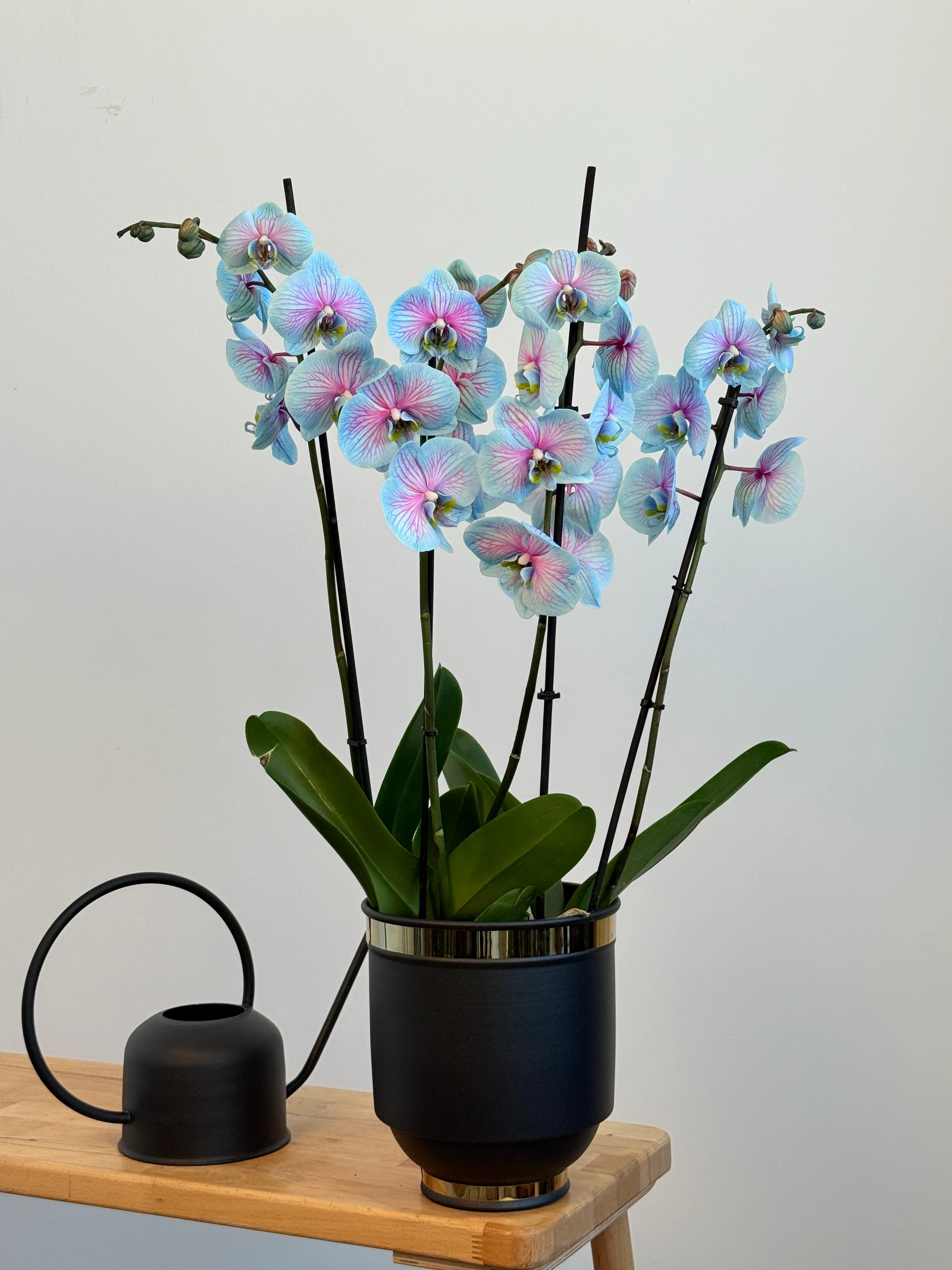Orkide Pembe Mavi Wonder Dört Dallı (İthal Premium)