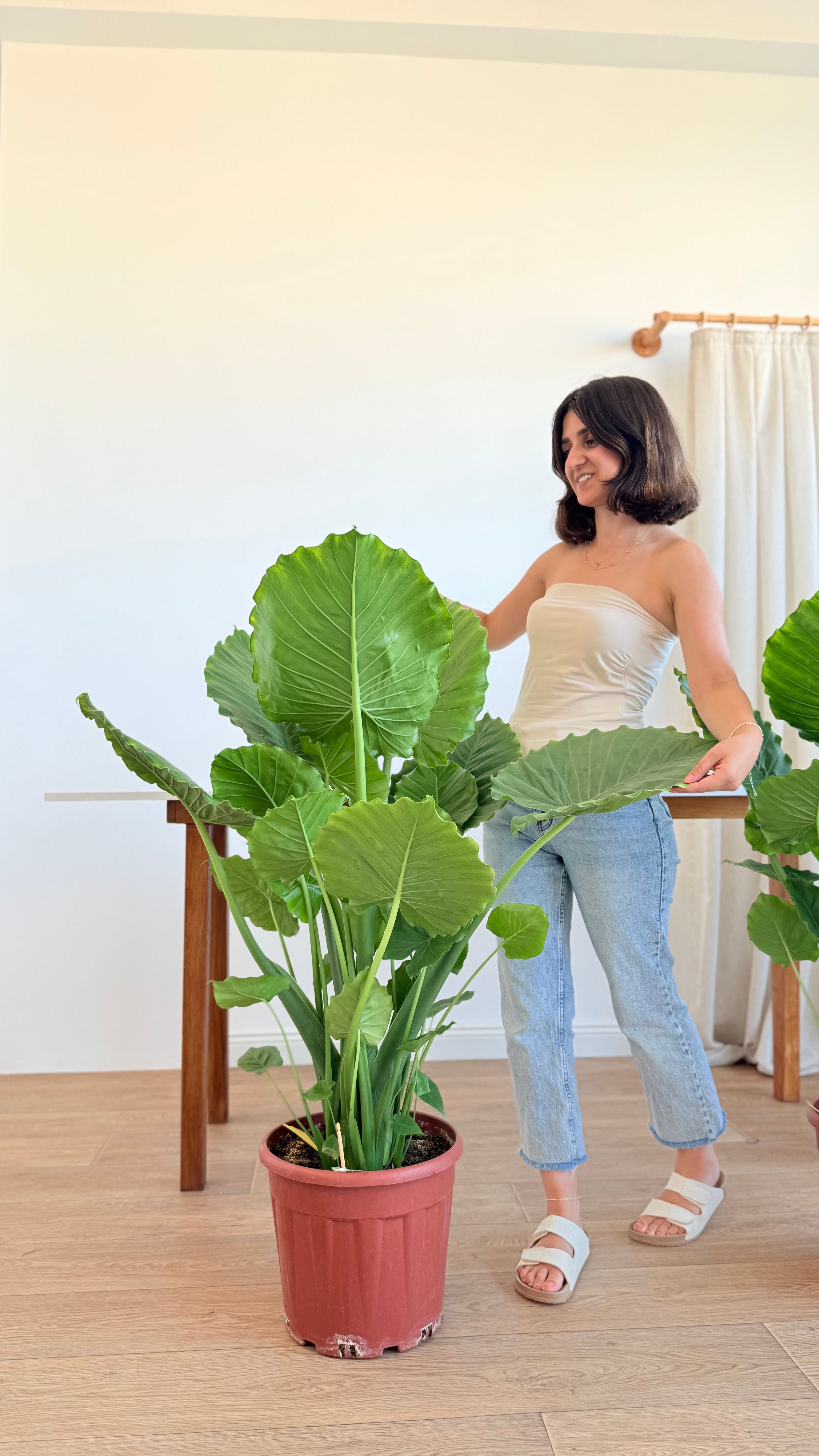 Alocasia Macrorrhiza Çok Köklü 130-140 cm