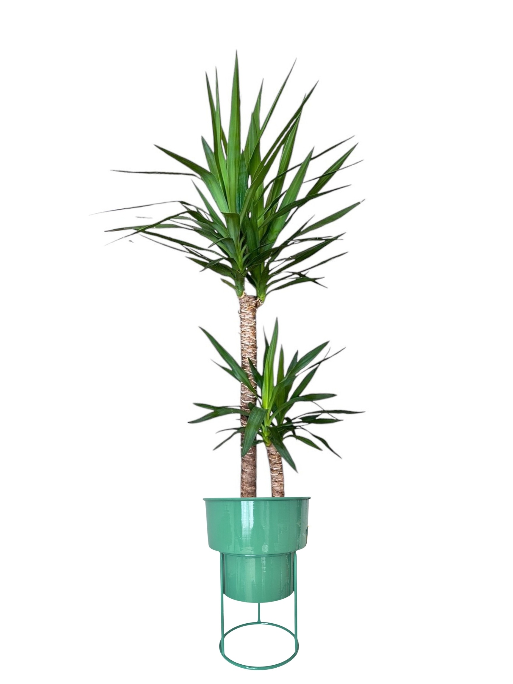 Yucca (Yuka ) İki Kollu 130-140 cm