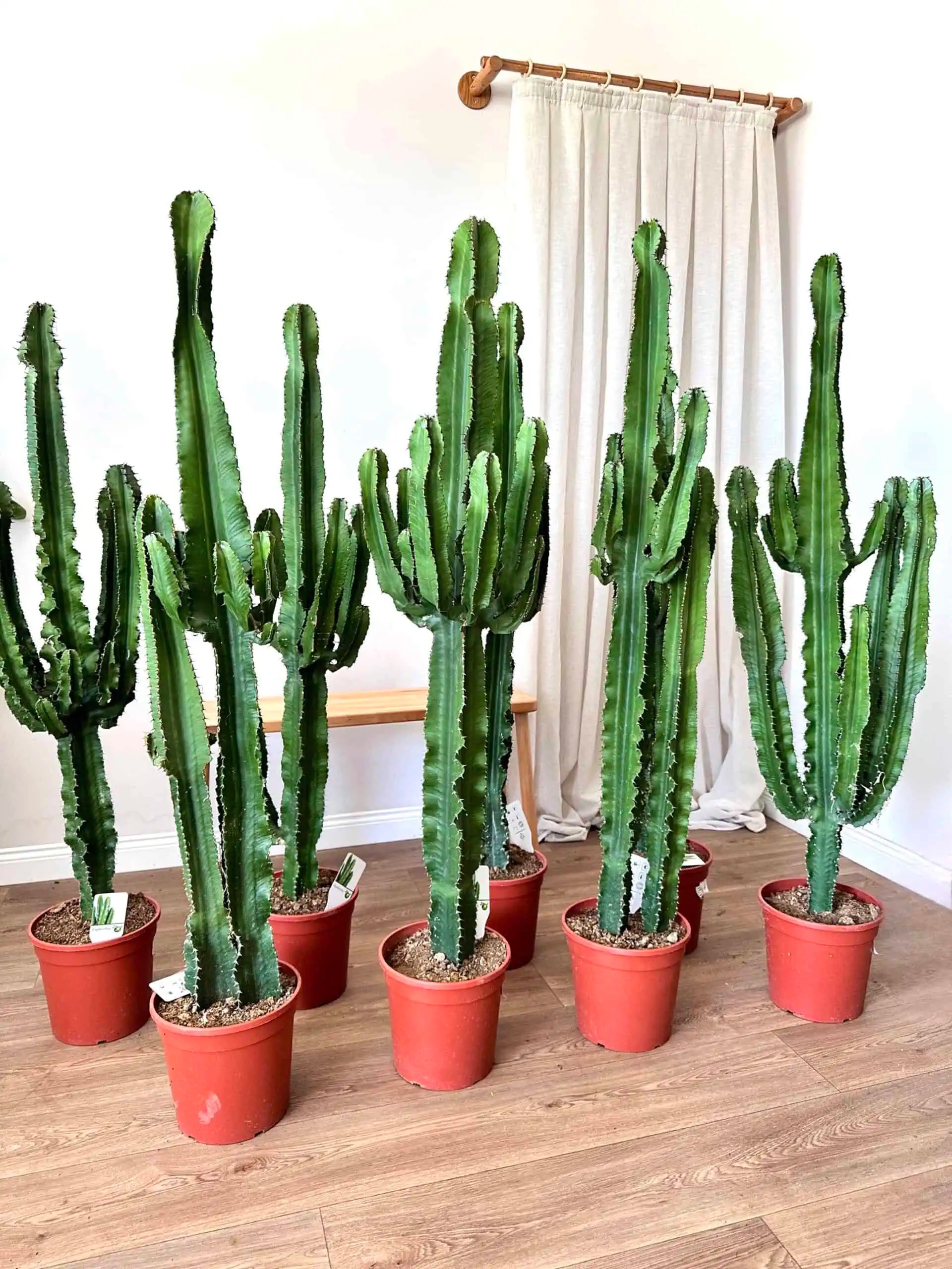 100-110  cm euphorbia ingens anaç çatallı kaktüs