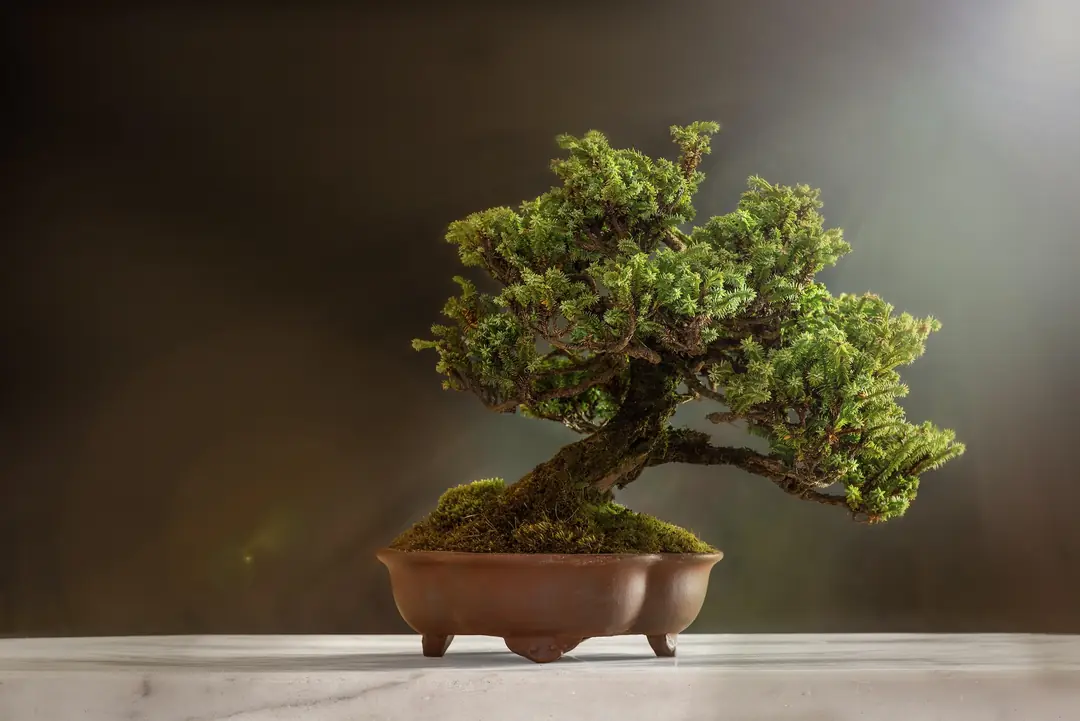 norway spruce bonsai Jana Miniature Norway Spruce