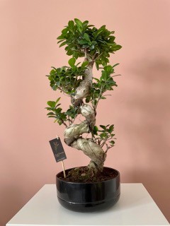 Ficus Bonsai s form 60 cm