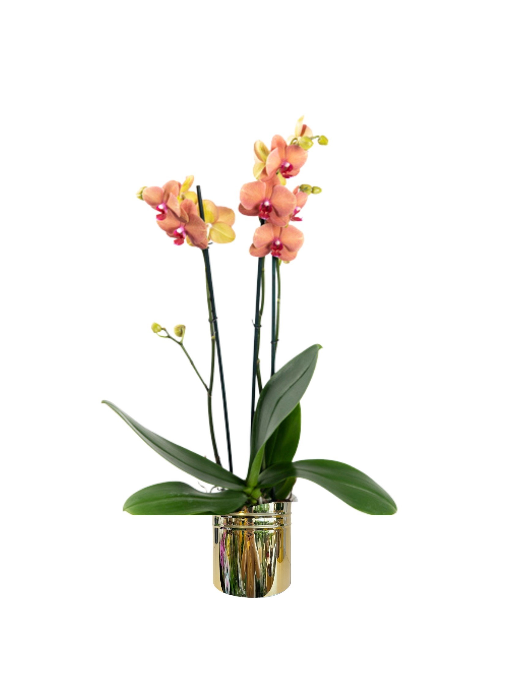 Orkide Çift Dallı Somon (Phalaenopsis )İthal Premium