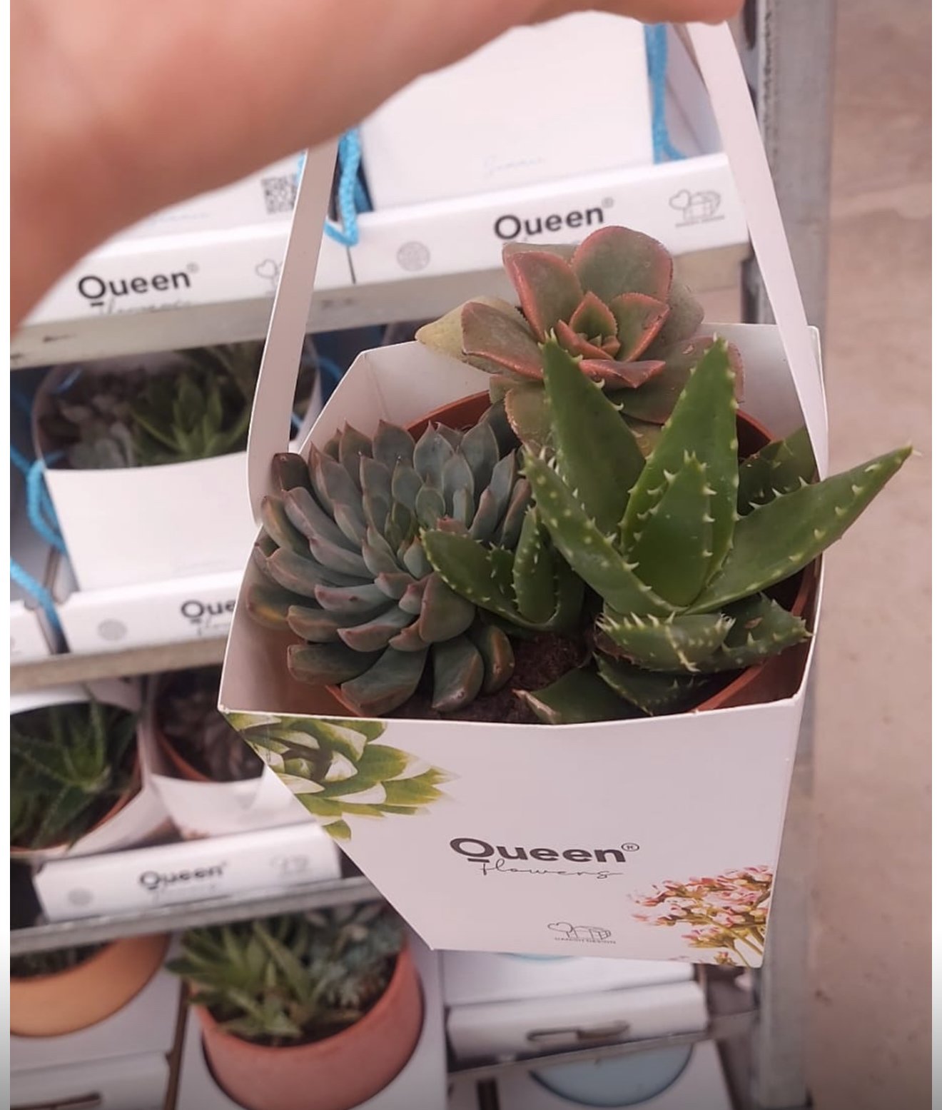 Mix Sukulent – 12 cm Saksıda, Özel Karton Kutusunda