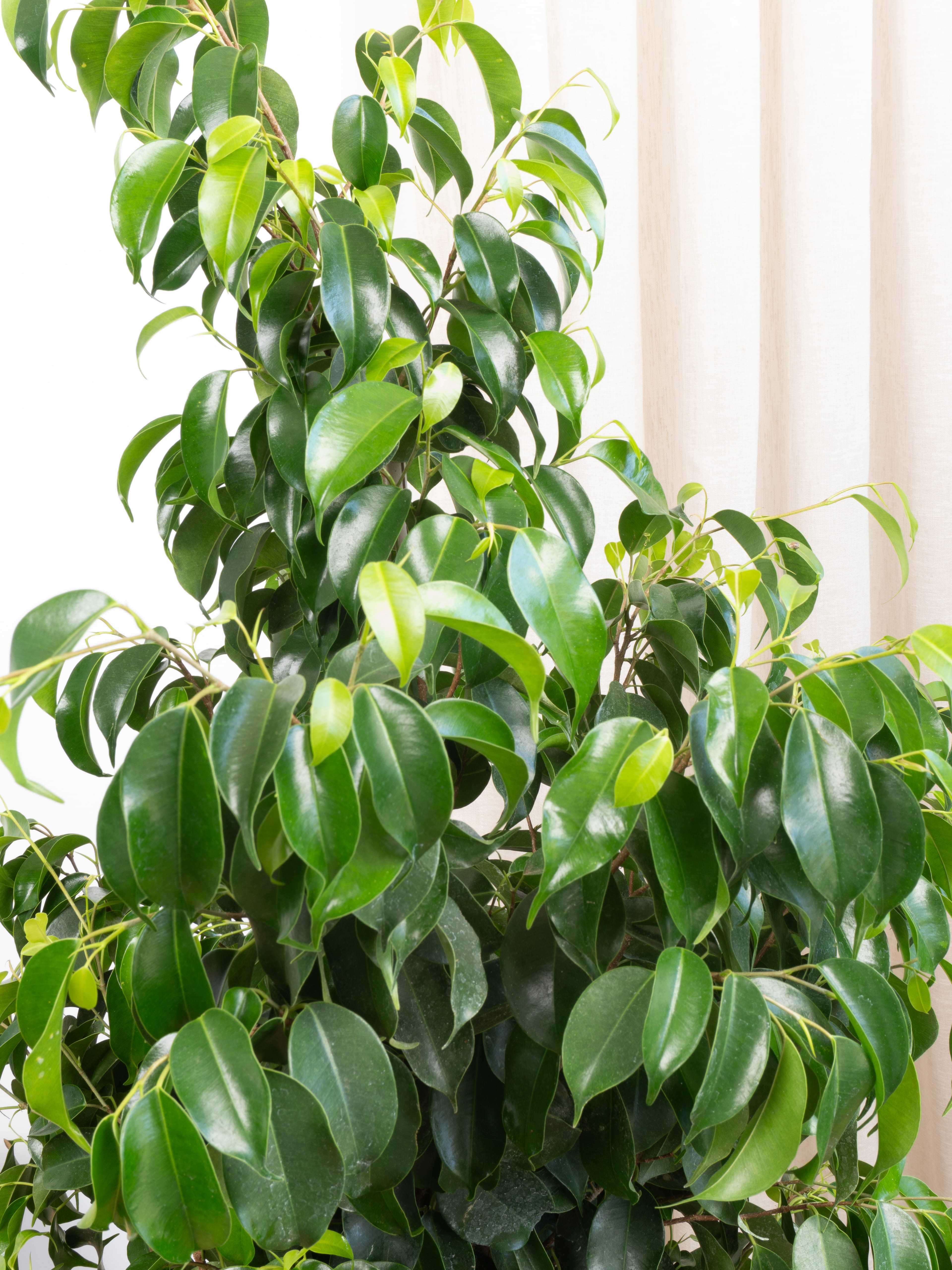 Ficus Benjamin Danielle 150-160 cm (Koyu Yeşil Benjamin)