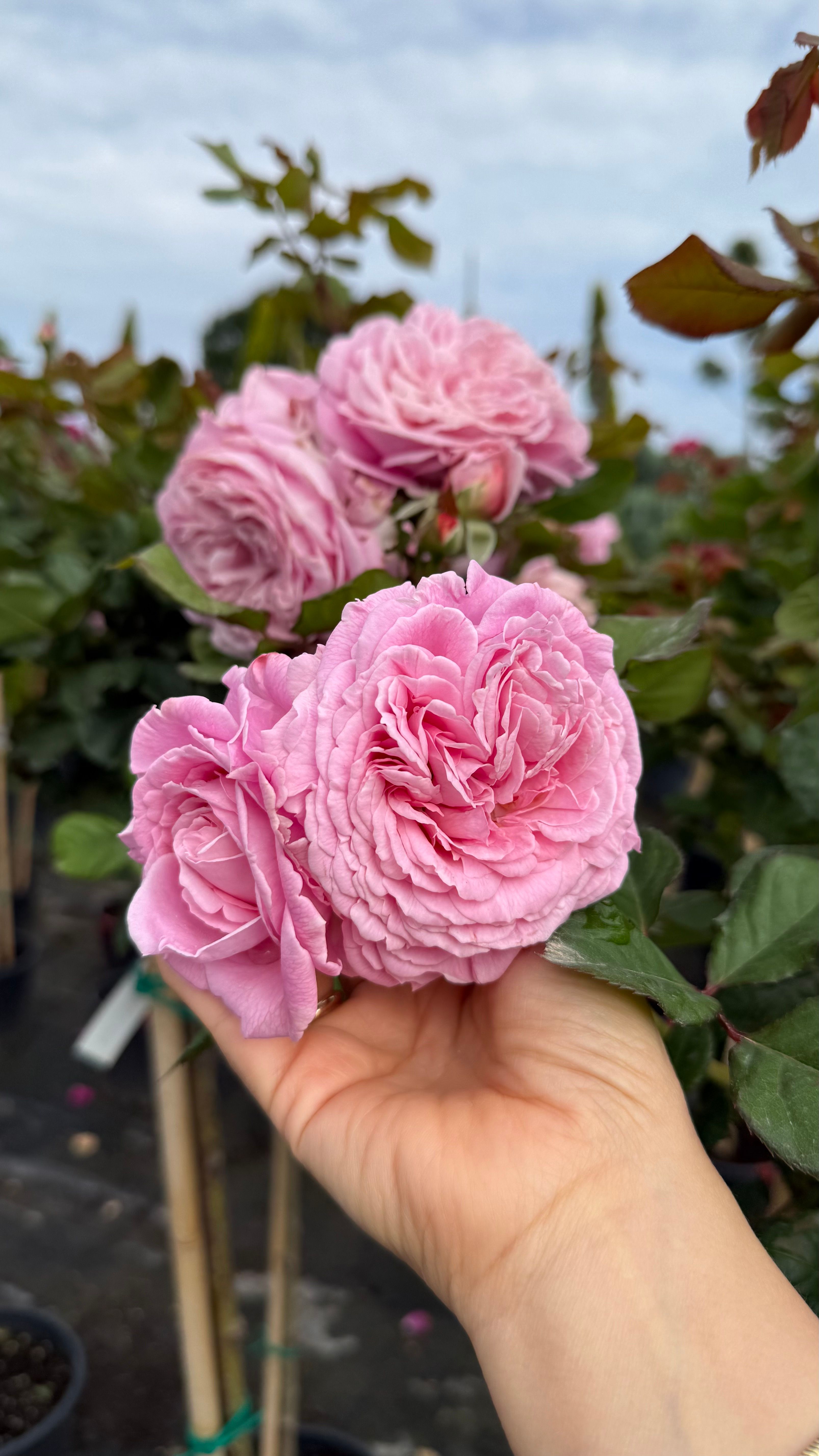 Barnardo Açık Pembe Gül /50-60 cm, Çok Köklü, Patentli Özel Seri 