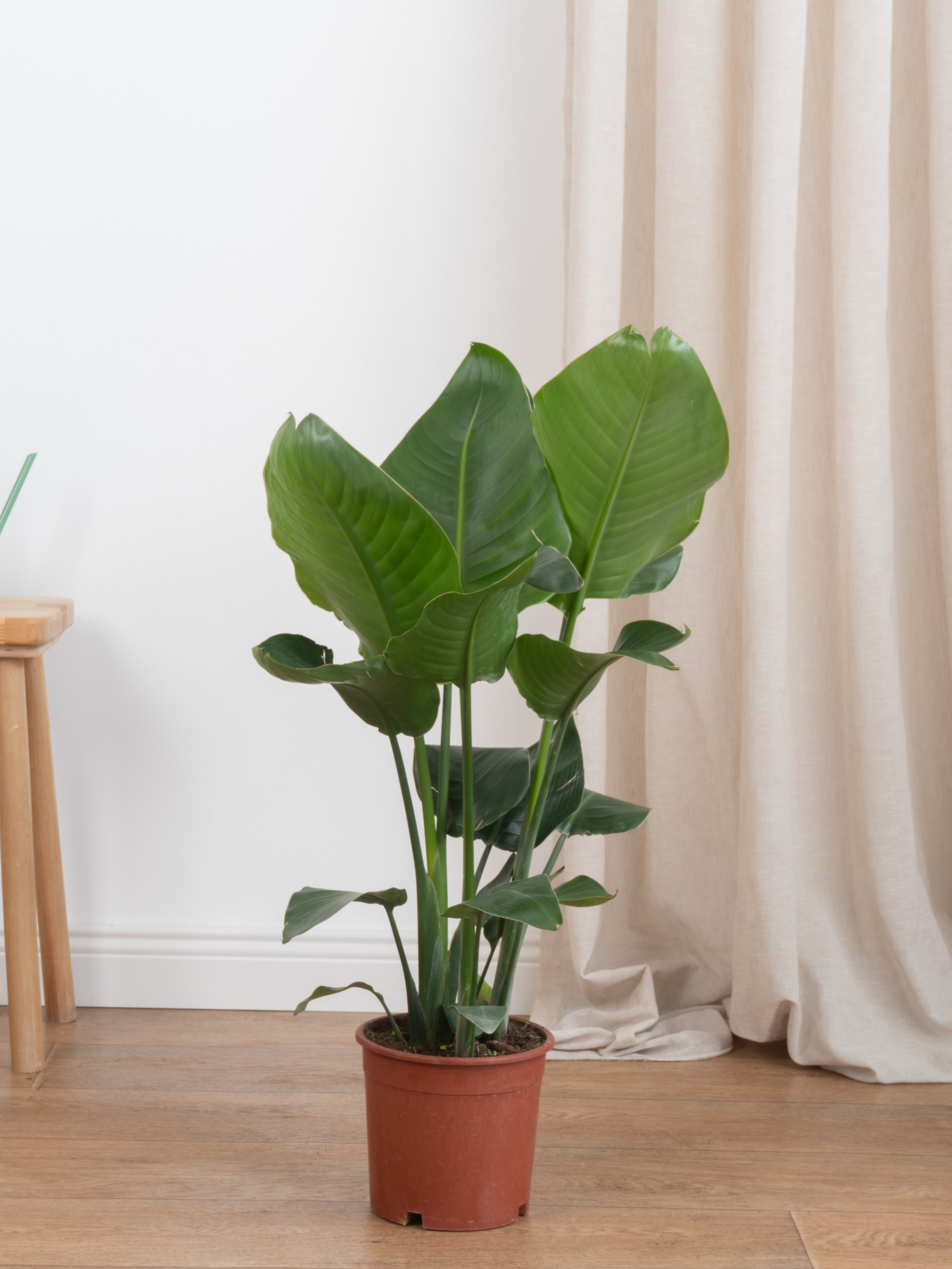 Starliçe-Çok Köklü  ( 100-110 cm Cennet Kuşu Çiçeği- Strelitzia Nicolai )