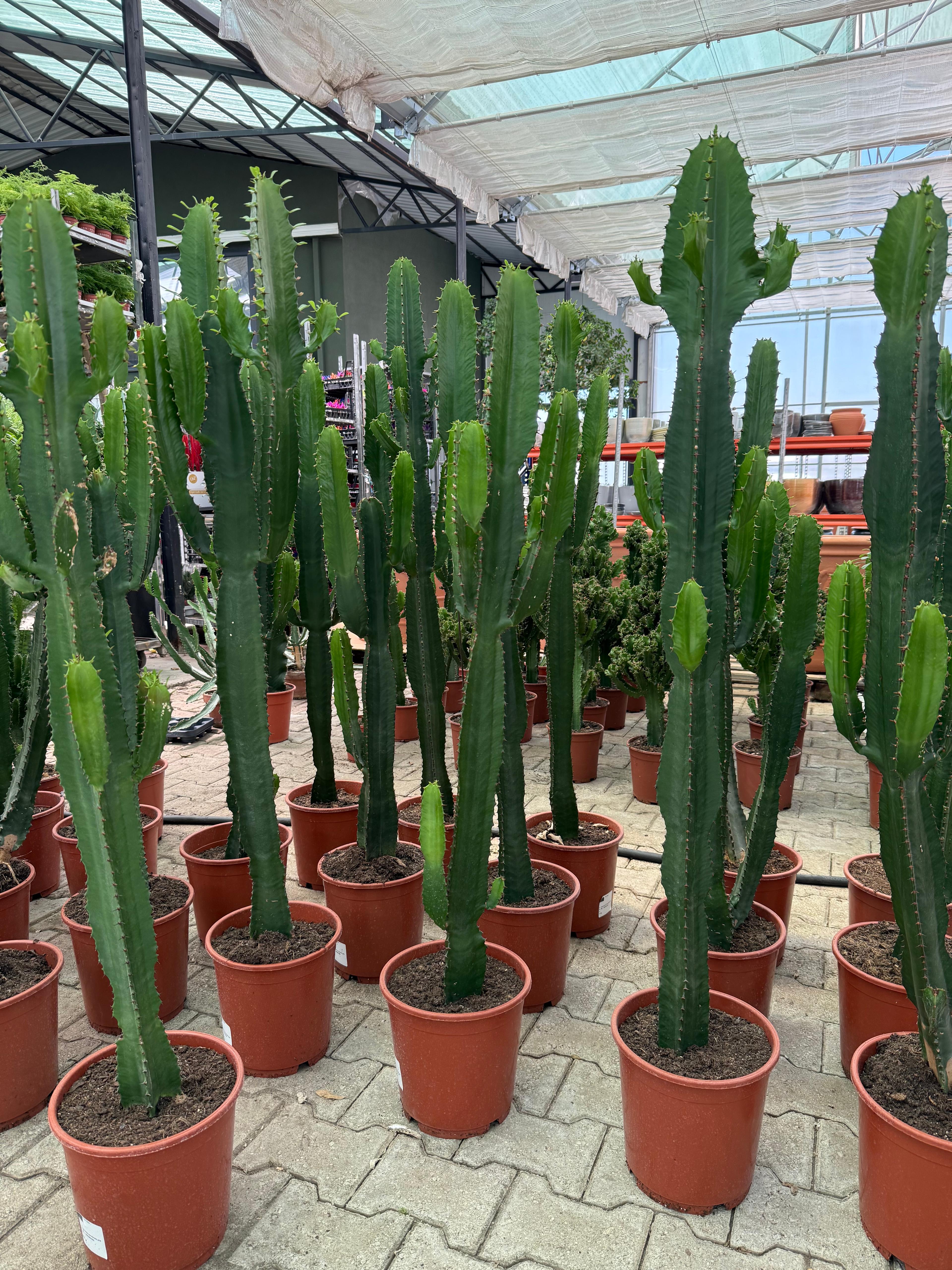 Euphorbia Acrurensis /Kaktüs 110-120 cm