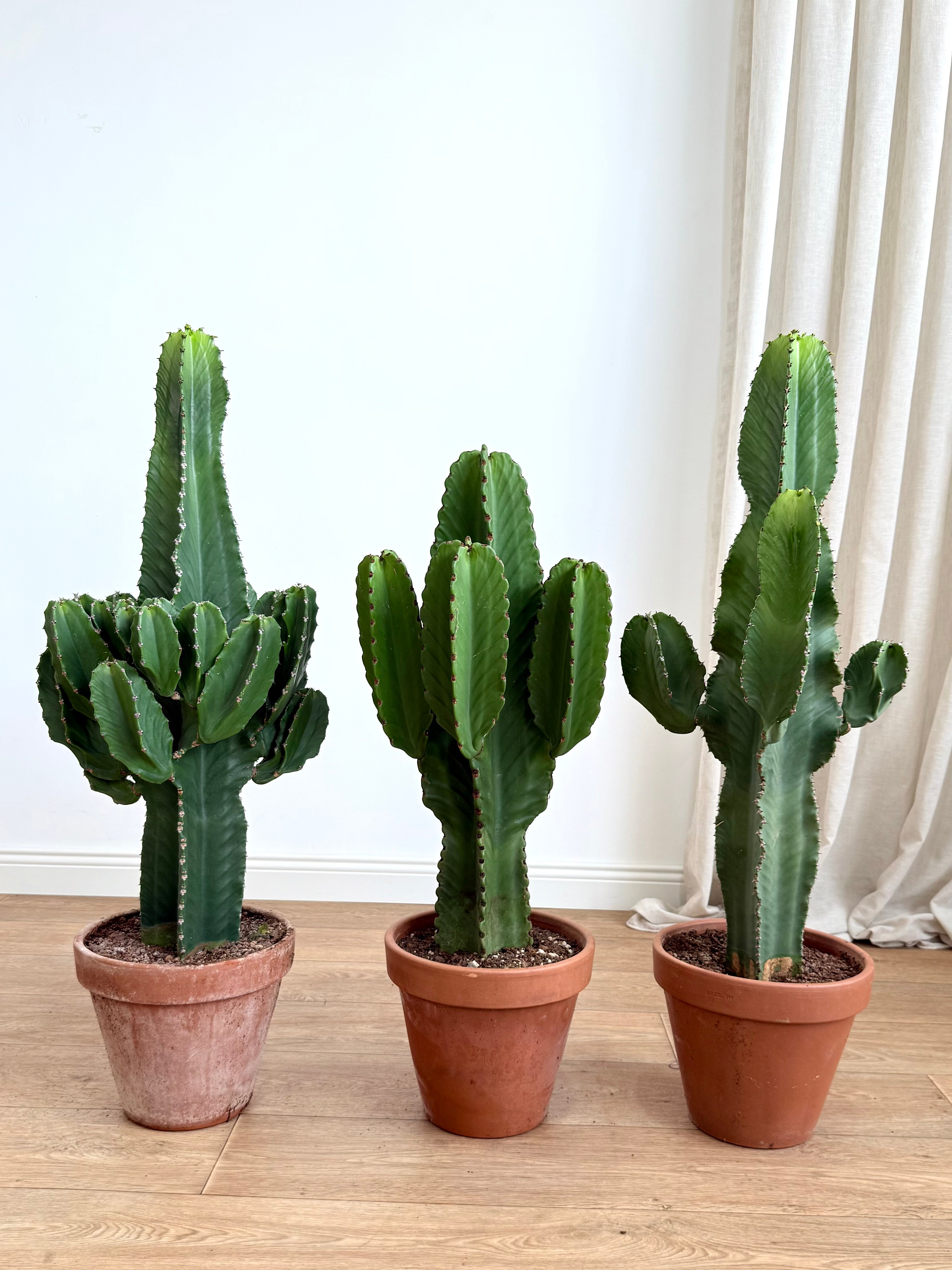 Euphorbia İngens Anaç 100-110 cm| Kaktüs